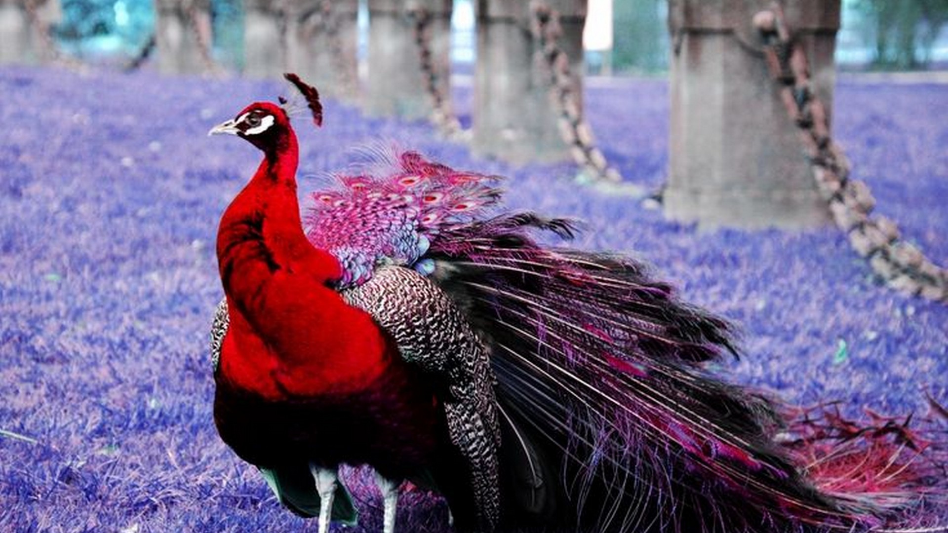 fondo de pantalla raro hd,pájaro,rojo,púrpura,pavo real,ave