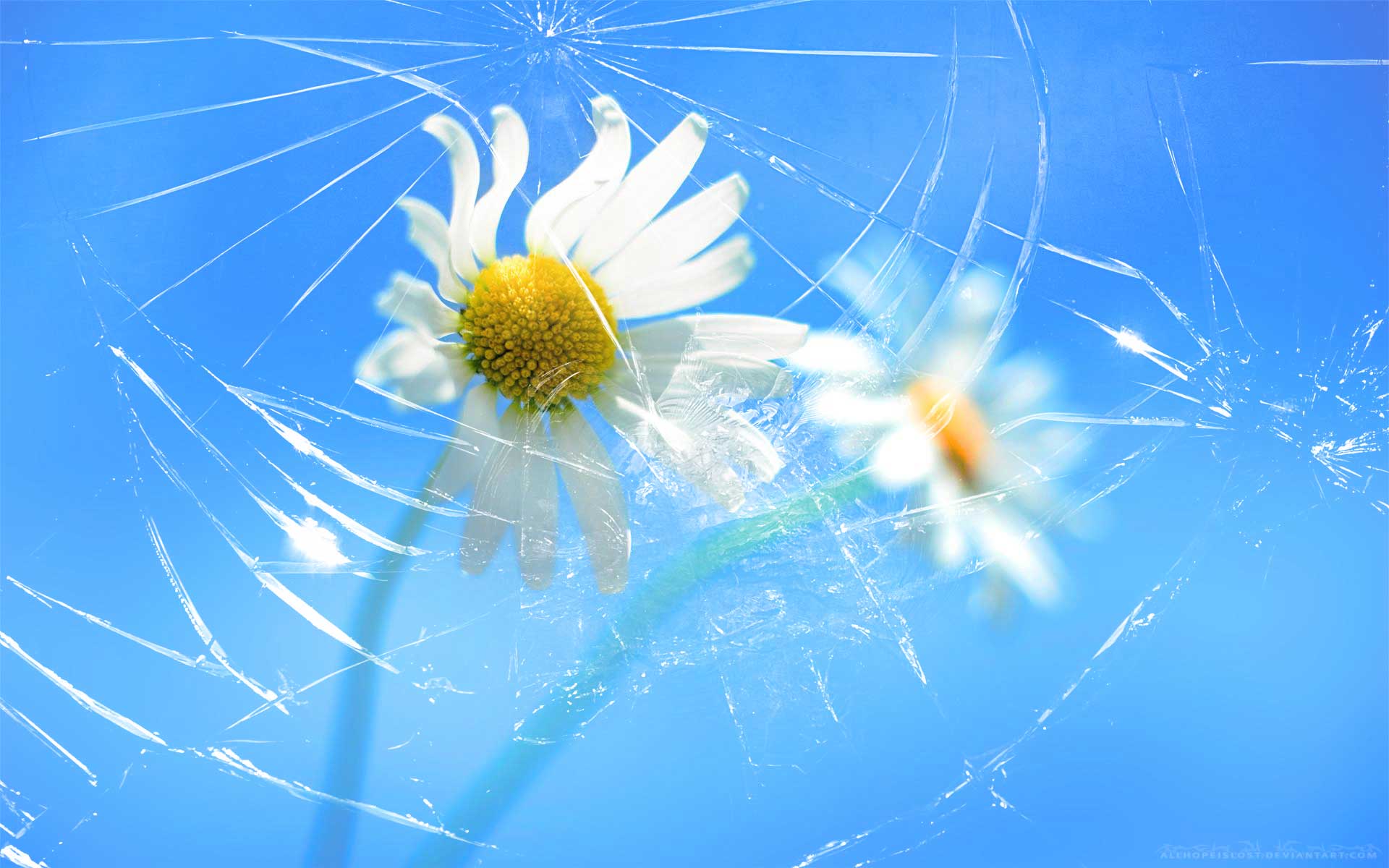 broken screen wallpaper android,flower,plant,sky,flowering plant,macro photography