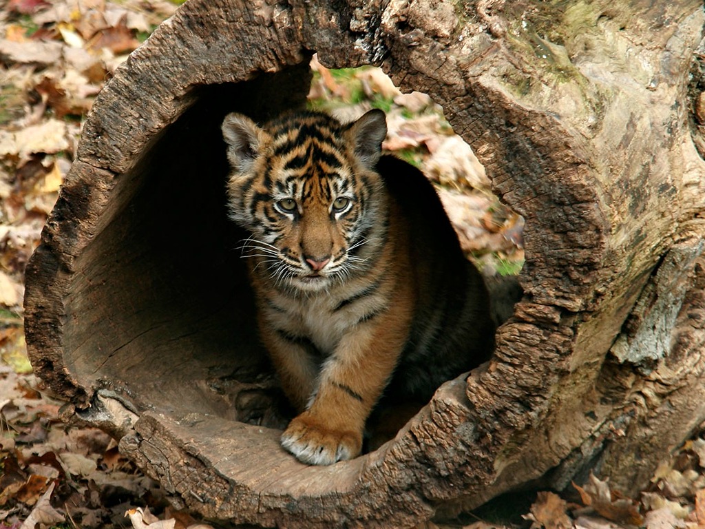 baby tiger tapete,landtier,tierwelt,felidae,schnurrhaare,bengalischer tiger