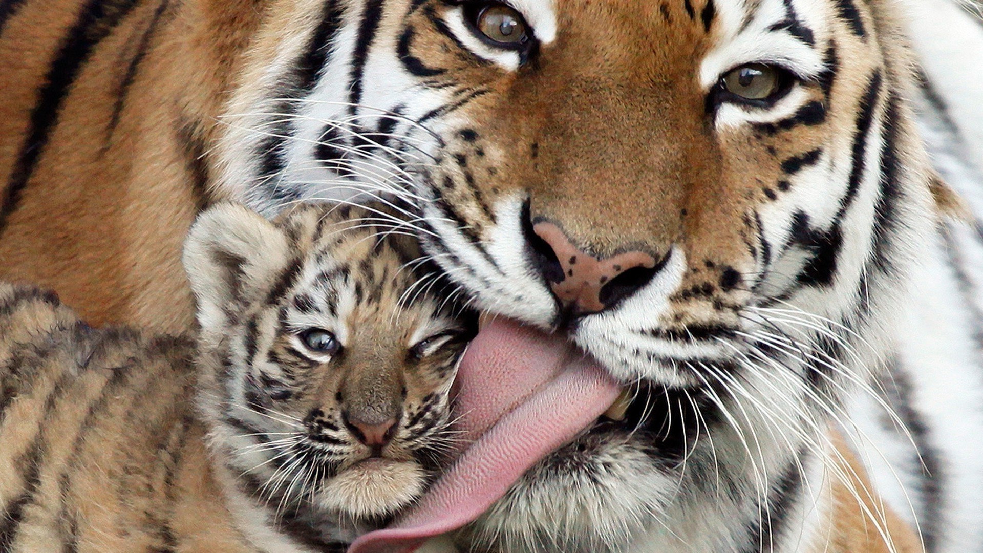 fond d'écran bébé tigre,tigre,faune,tigre du bengale,animal terrestre,tigre de sibérie