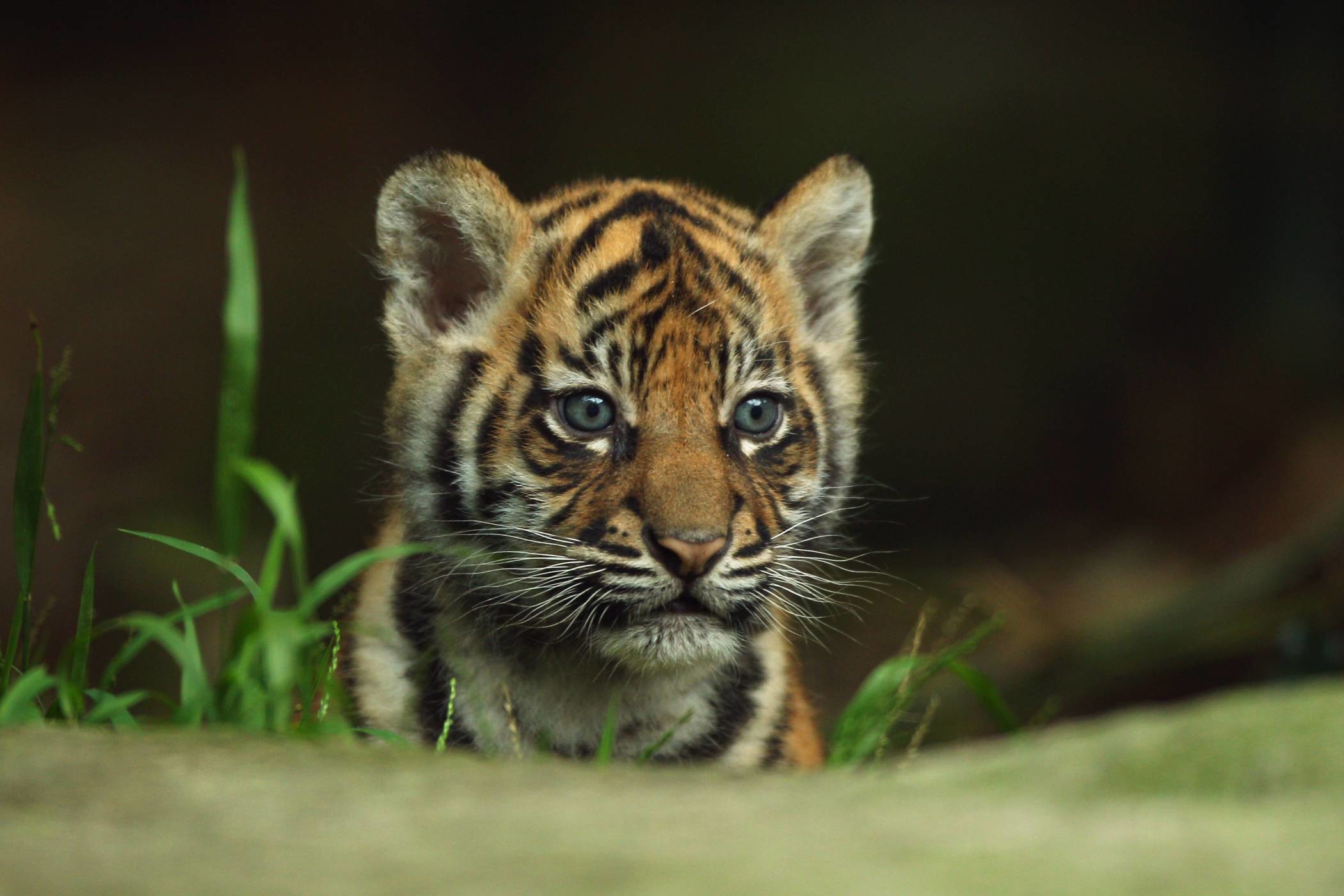 bebé tigre fondo de pantalla,fauna silvestre,animal terrestre,tigre,tigre de bengala,bigotes