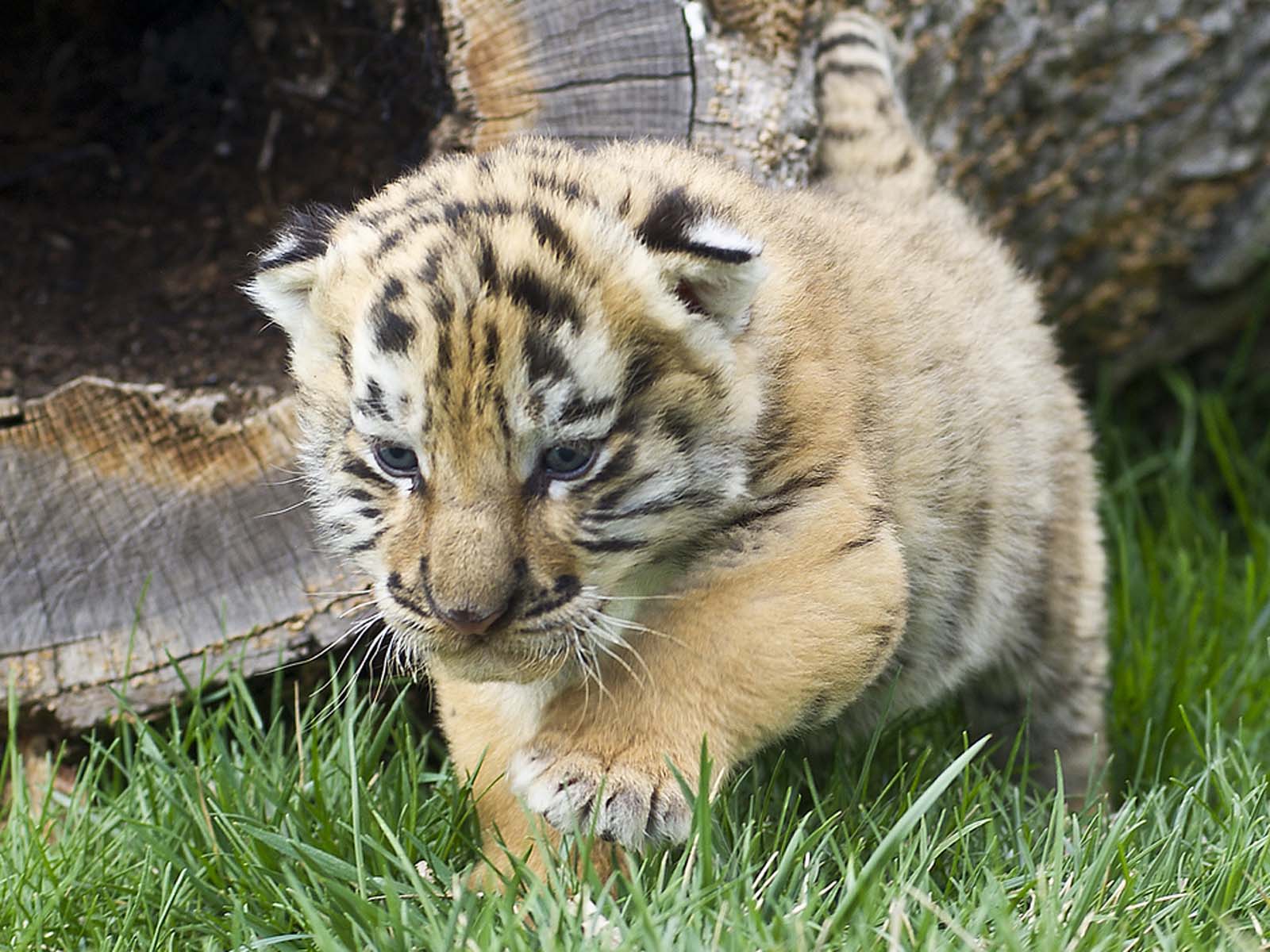 baby tiger tapete,tiger,bengalischer tiger,landtier,tierwelt,felidae