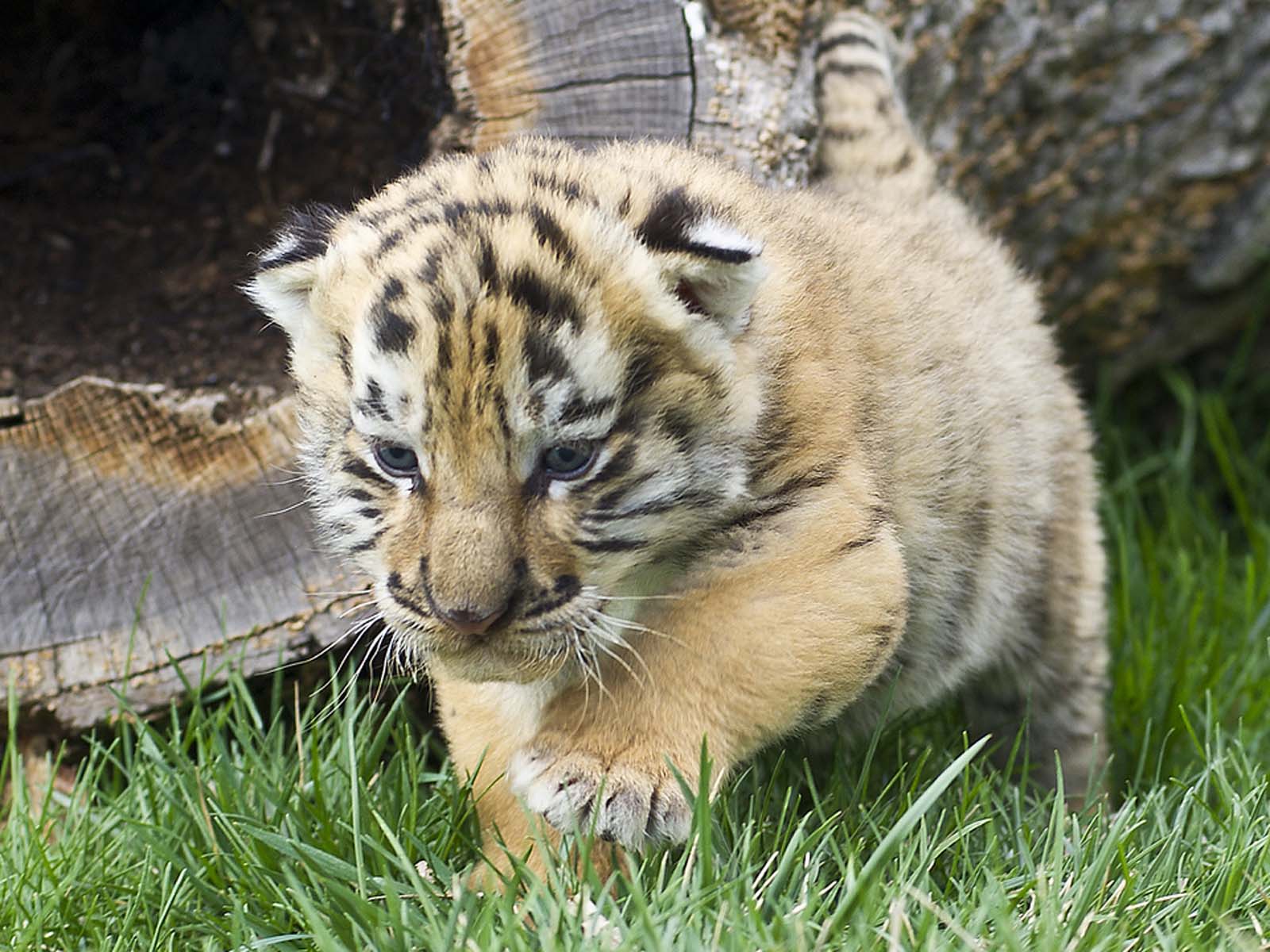 赤ちゃん虎の壁紙,虎,ベンガルトラ,陸生動物,野生動物,ネコ科