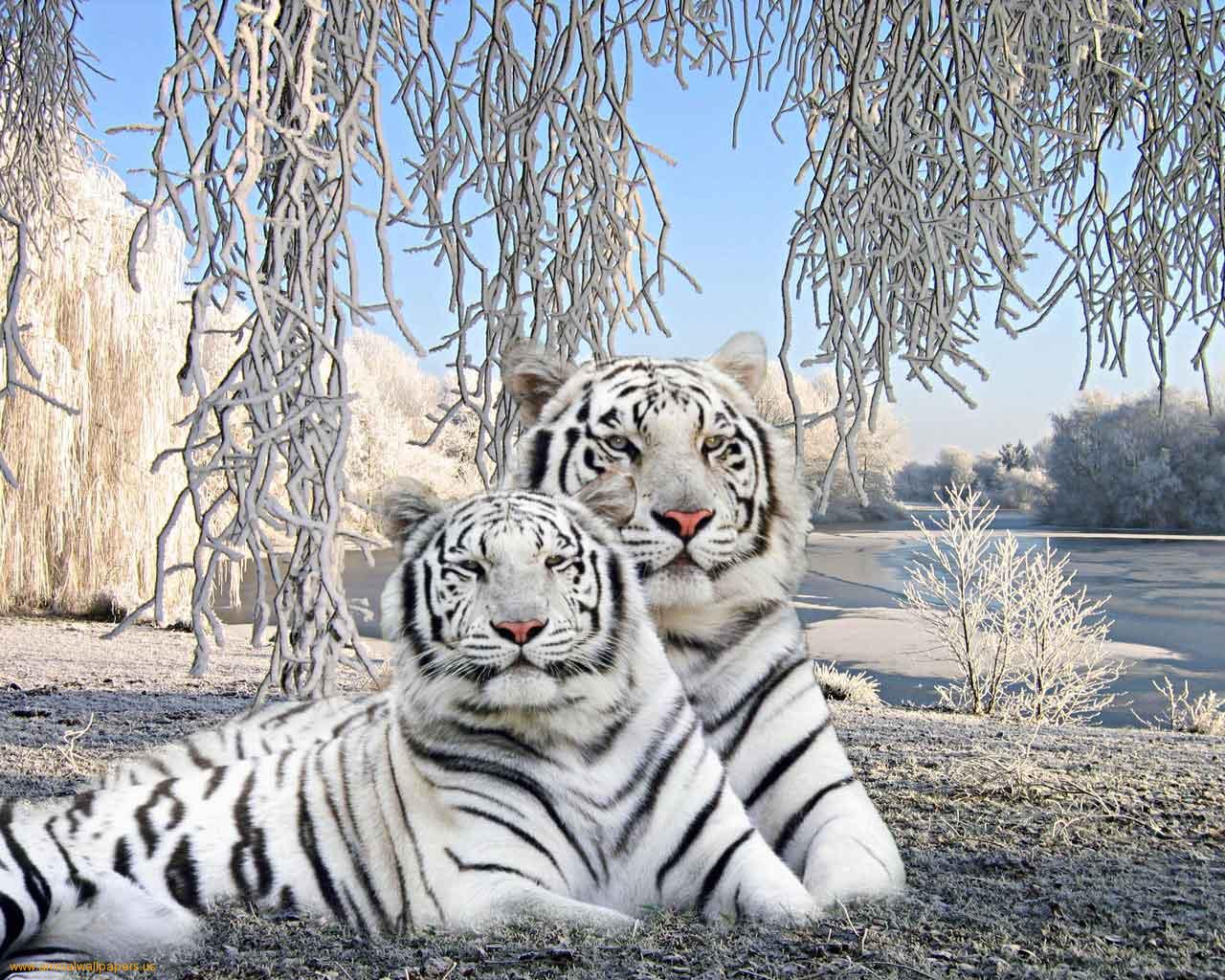 bebé tigre fondo de pantalla,tigre,tigre de bengala,fauna silvestre,animal terrestre,felidae