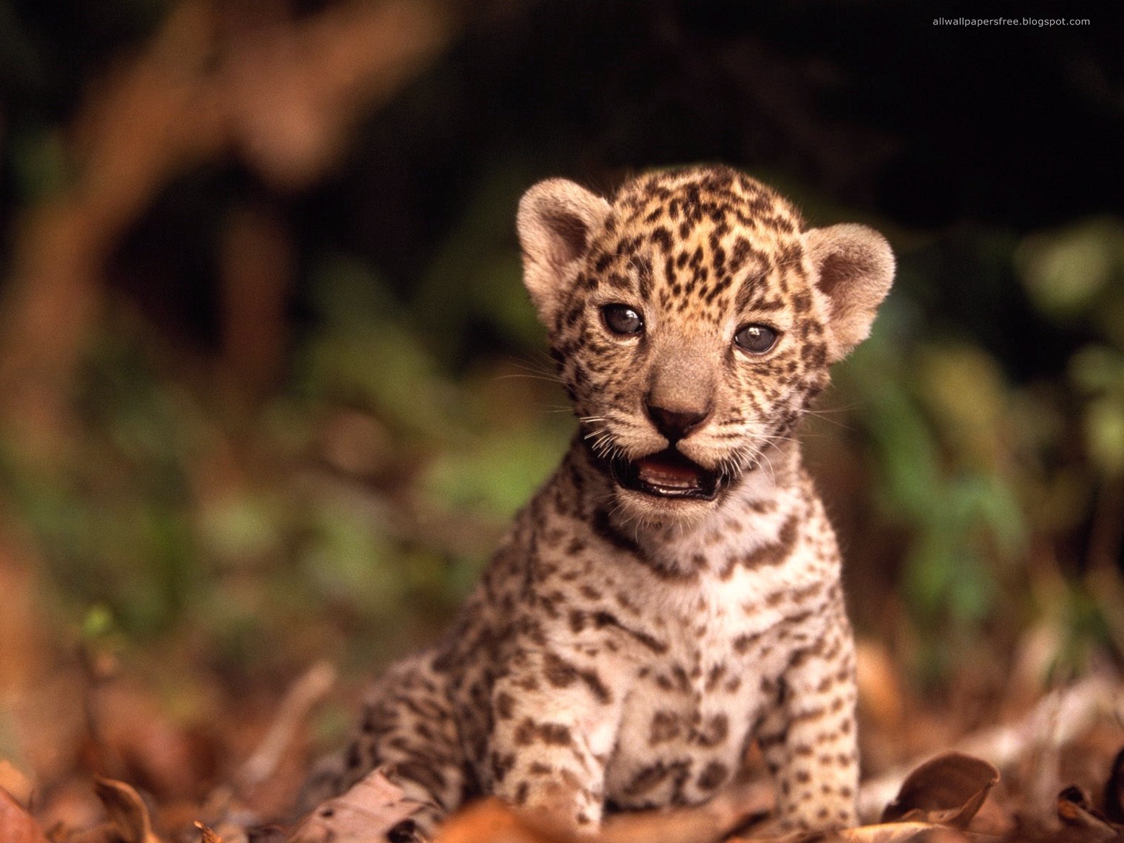 fond d'écran bébé tigre,animal terrestre,faune,léopard,félidés,jaguar