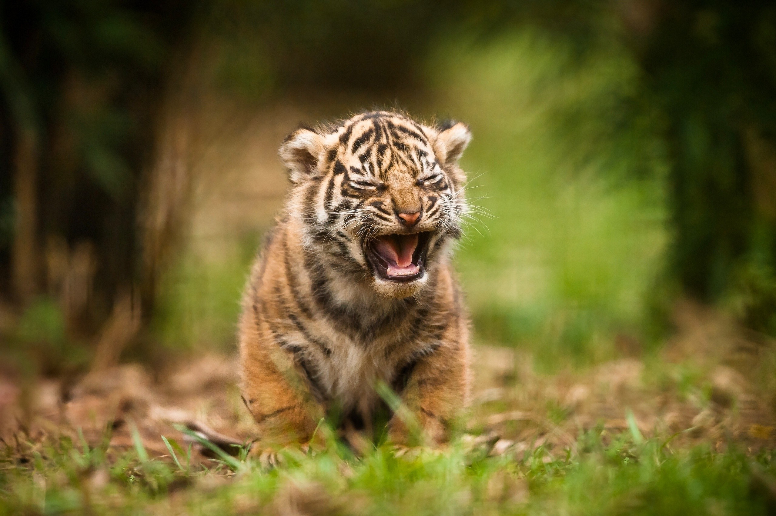 fond d'écran bébé tigre,tigre,faune,animal terrestre,tigre du bengale,félidés