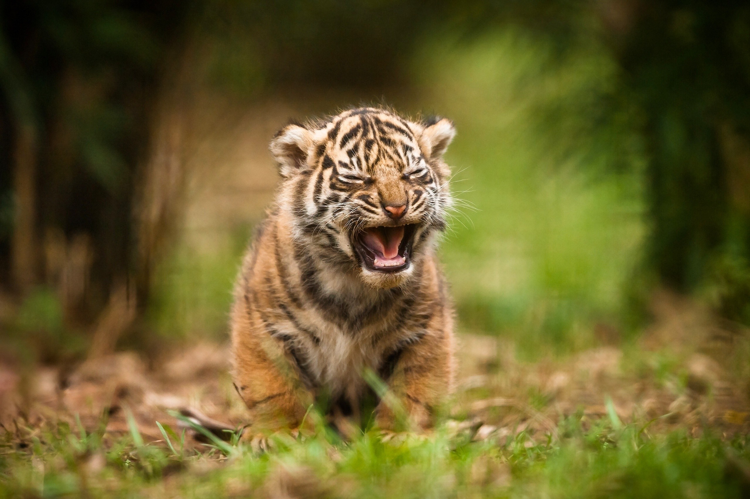 carta da parati tigrotto,tigre,natura,animale terrestre,tigre del bengala,felidae