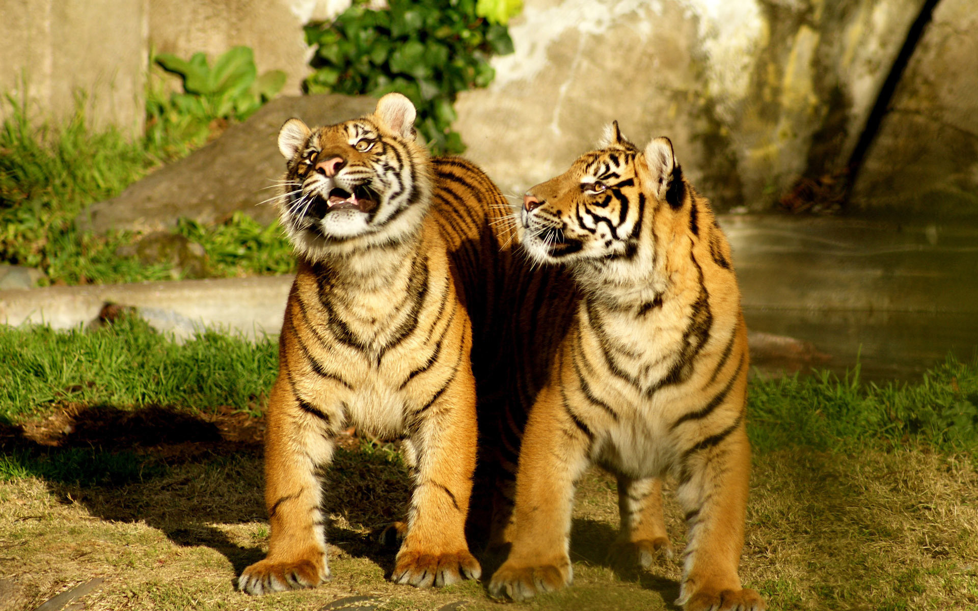 baby tiger wallpaper,tiger,mammal,terrestrial animal,vertebrate,wildlife