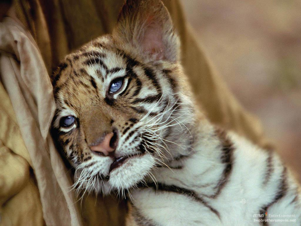 fond d'écran bébé tigre,tigre du bengale,animal terrestre,faune,félidés,moustaches