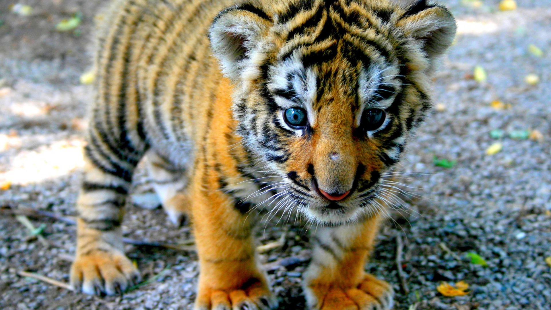 fond d'écran bébé tigre,tigre,animal terrestre,faune,tigre du bengale,félidés