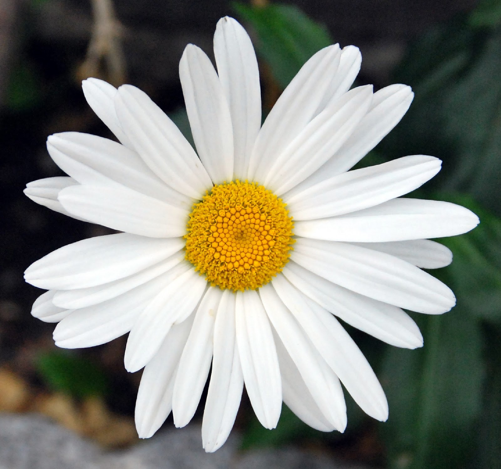 margarita wallpaper,flower,flowering plant,marguerite daisy,oxeye daisy,barberton daisy