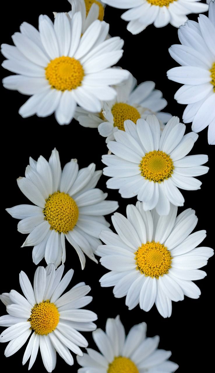 margarita wallpaper,flower,oxeye daisy,flowering plant,daisy,marguerite daisy