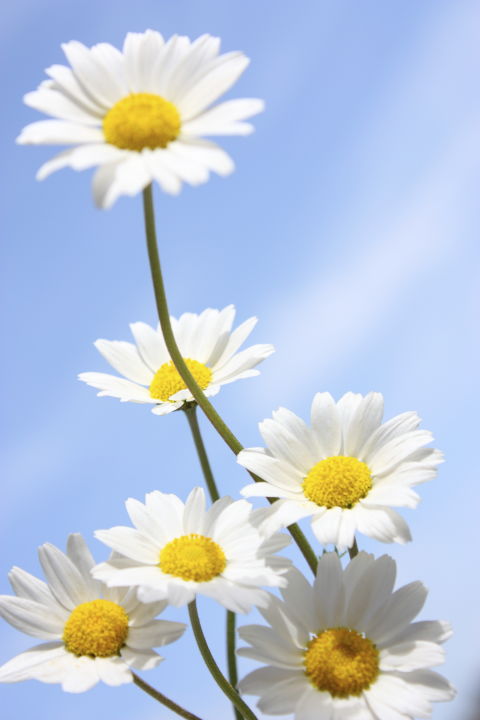 carta da parati margarita,fiore,oxeye daisy,pianta fiorita,margherita,margherita della pratolina