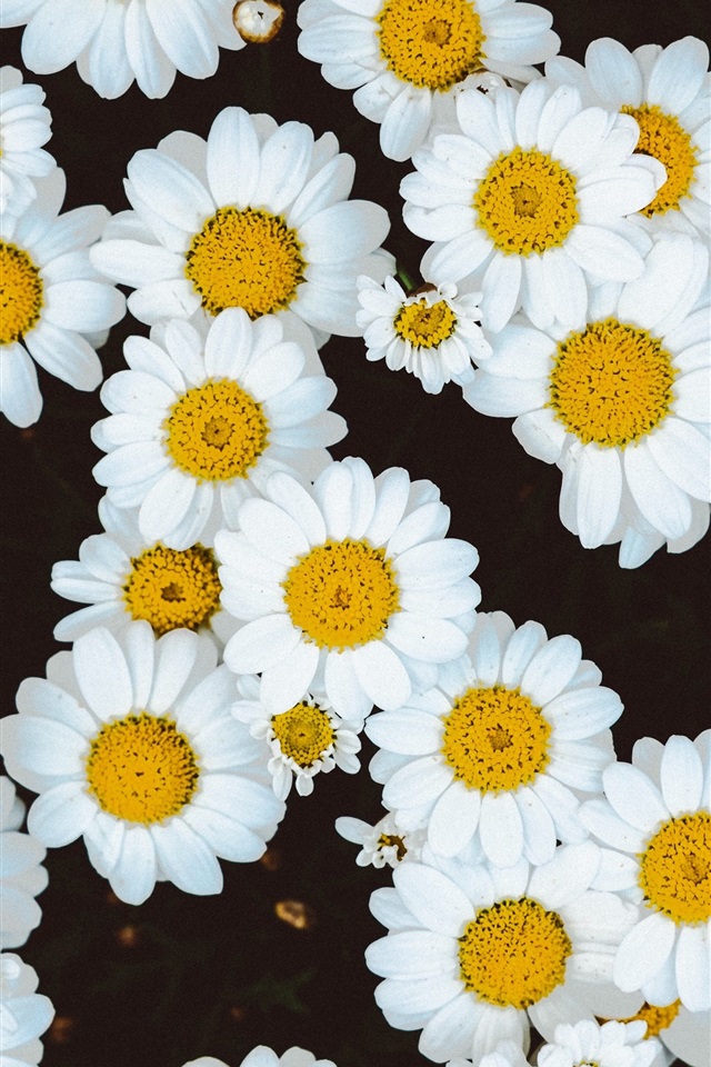 margarita wallpaper,mayweed,flower,chamaemelum nobile,oxeye daisy,chamomile