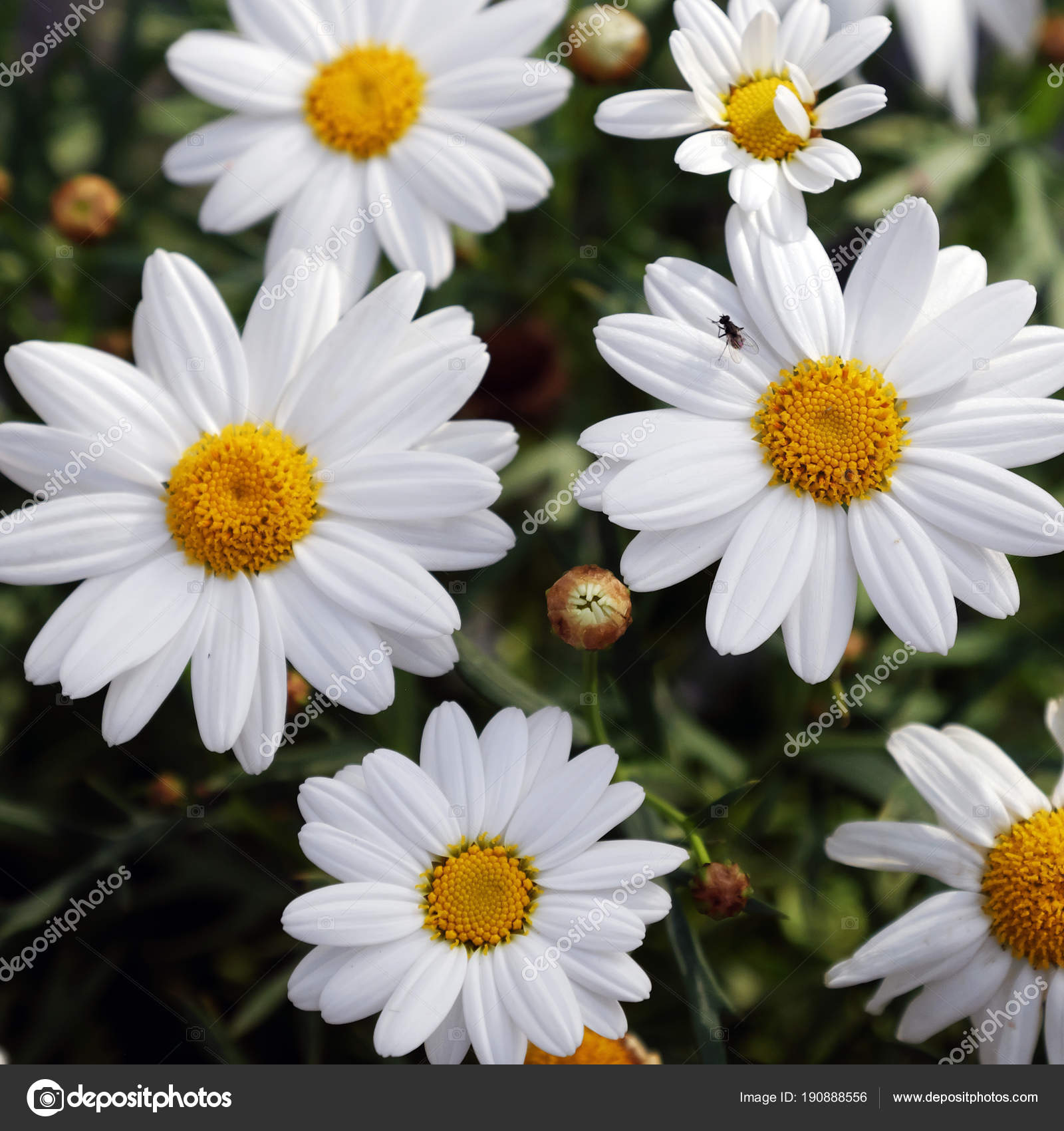 マルガリータの壁紙,花,開花植物,花弁,マーガレットデイジー,カモミール