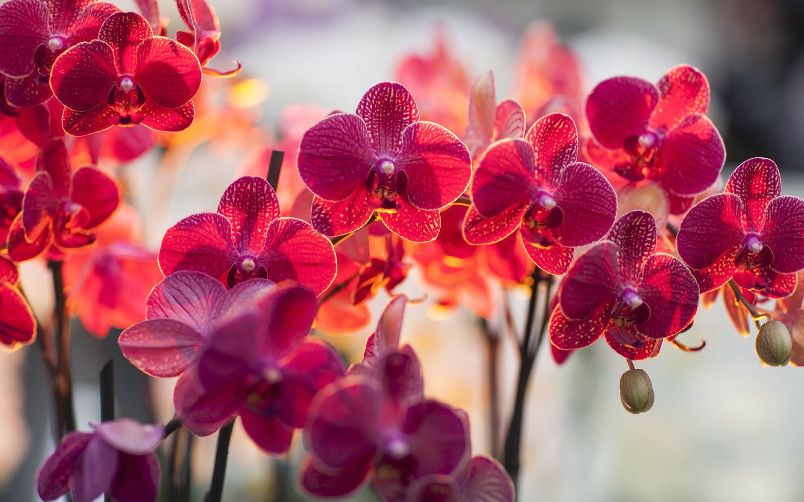 orchideenblumentapete,blume,blühende pflanze,mottenorchidee,rot,pflanze