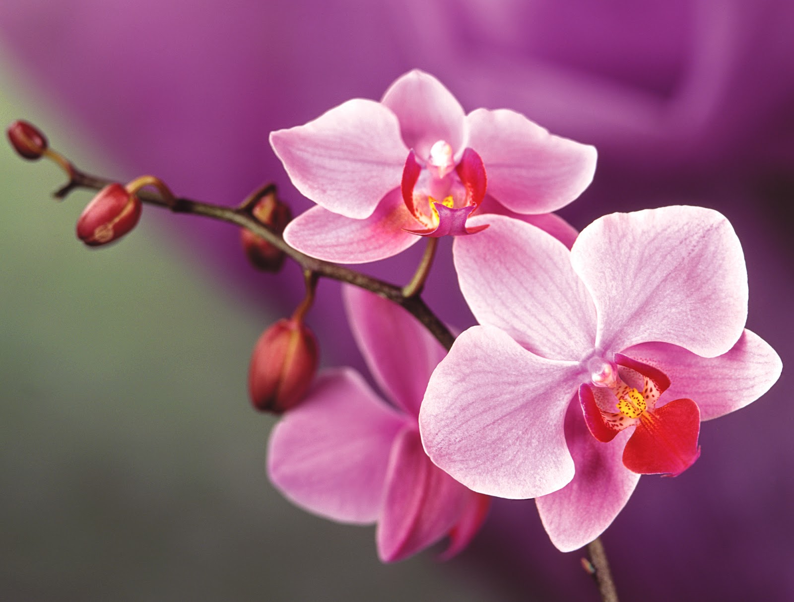 orchid flower wallpaper,flower,flowering plant,moth orchid,petal,plant