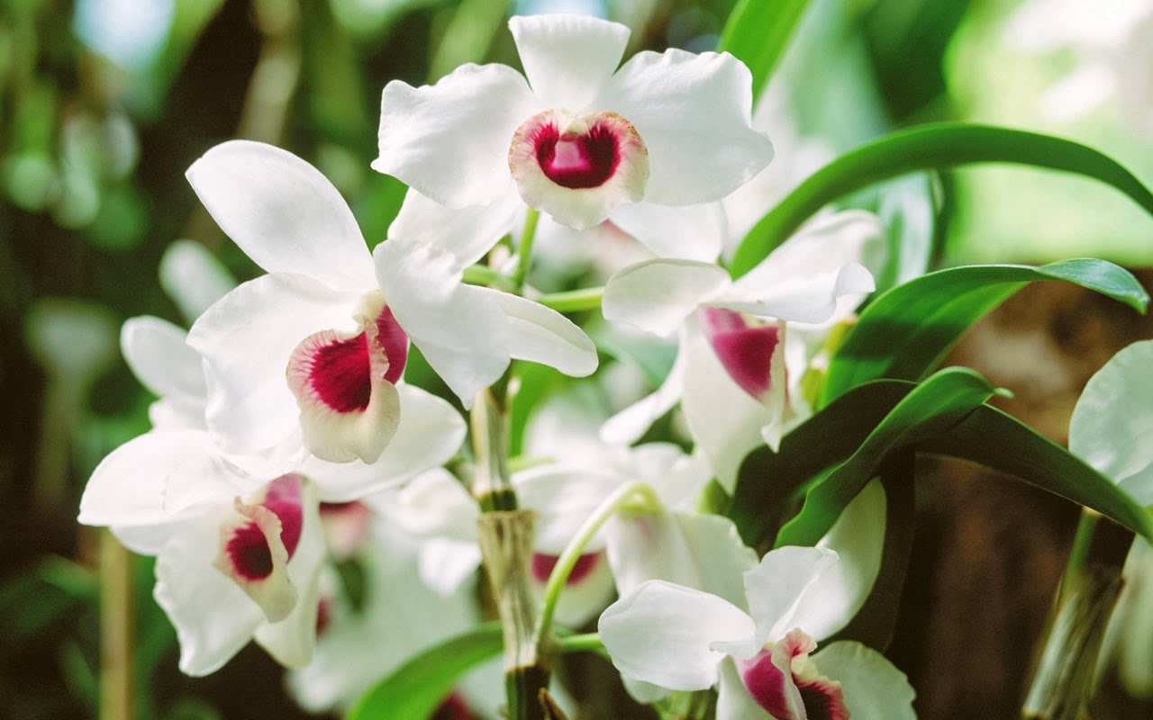 orchid flower wallpaper,flower,flowering plant,plant,moth orchid,terrestrial plant