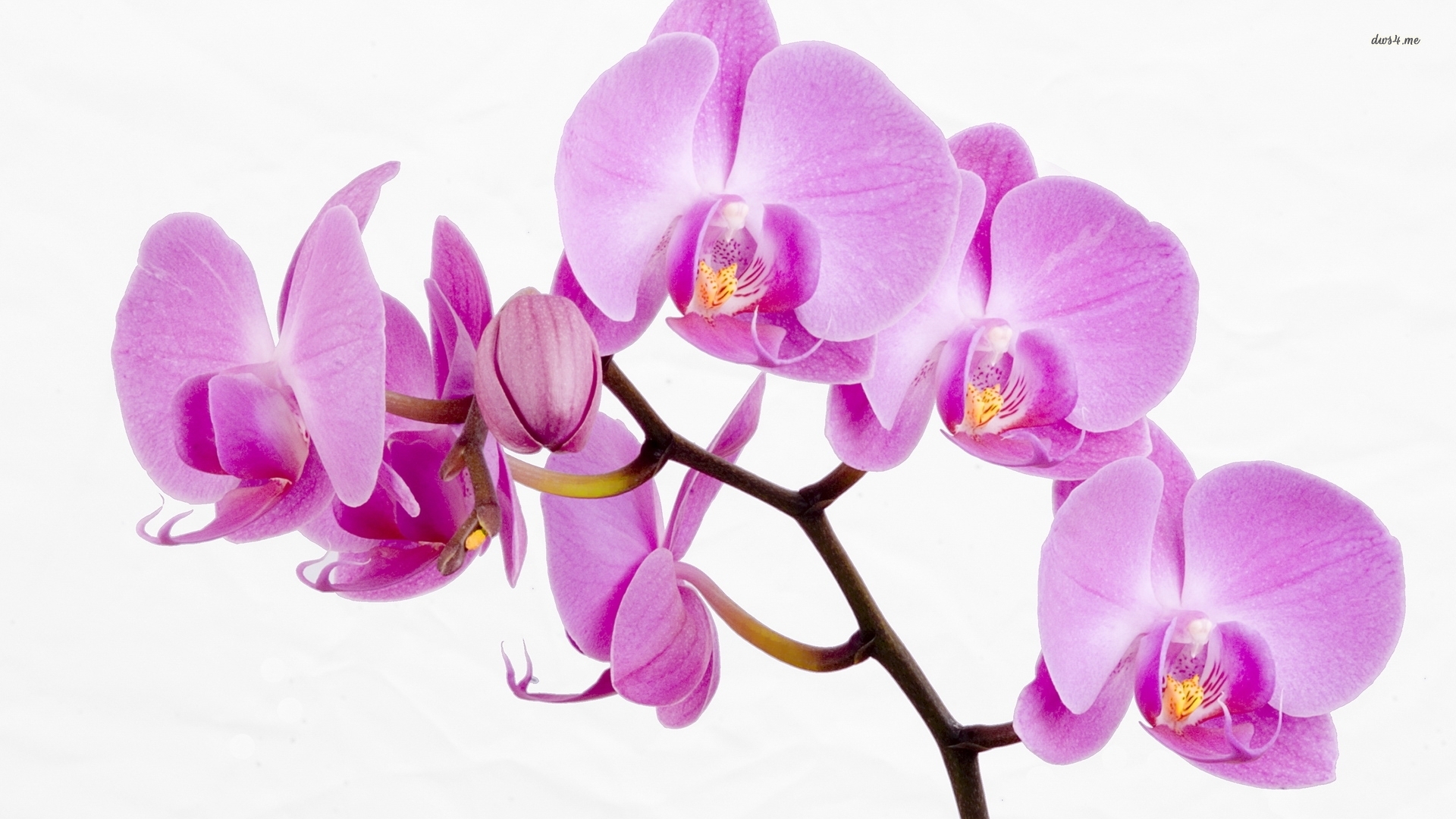 orchid flower wallpaper,flower,flowering plant,moth orchid,petal,purple