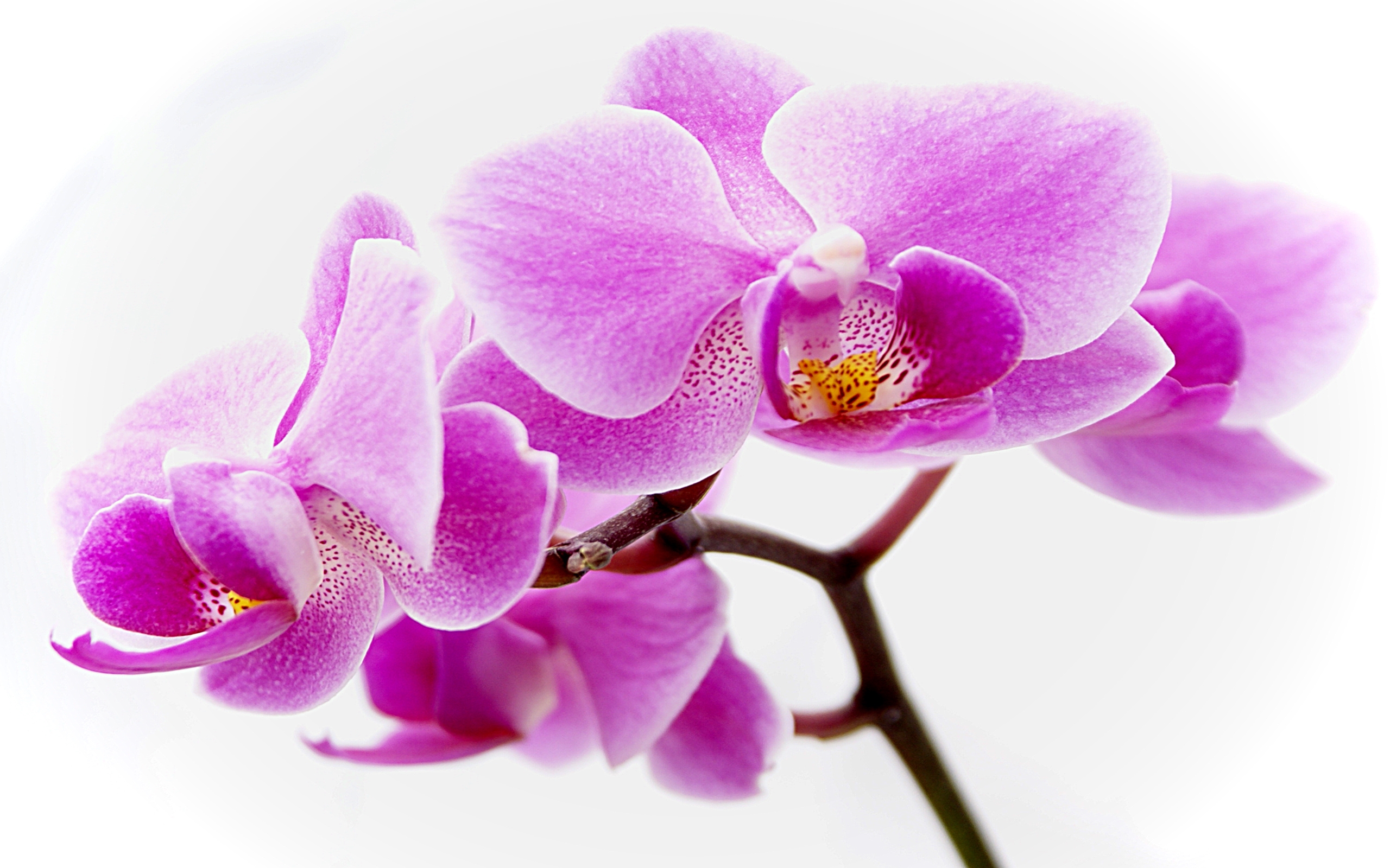 蘭の花の壁紙,花,開花植物,ガ蘭,花弁,バイオレット