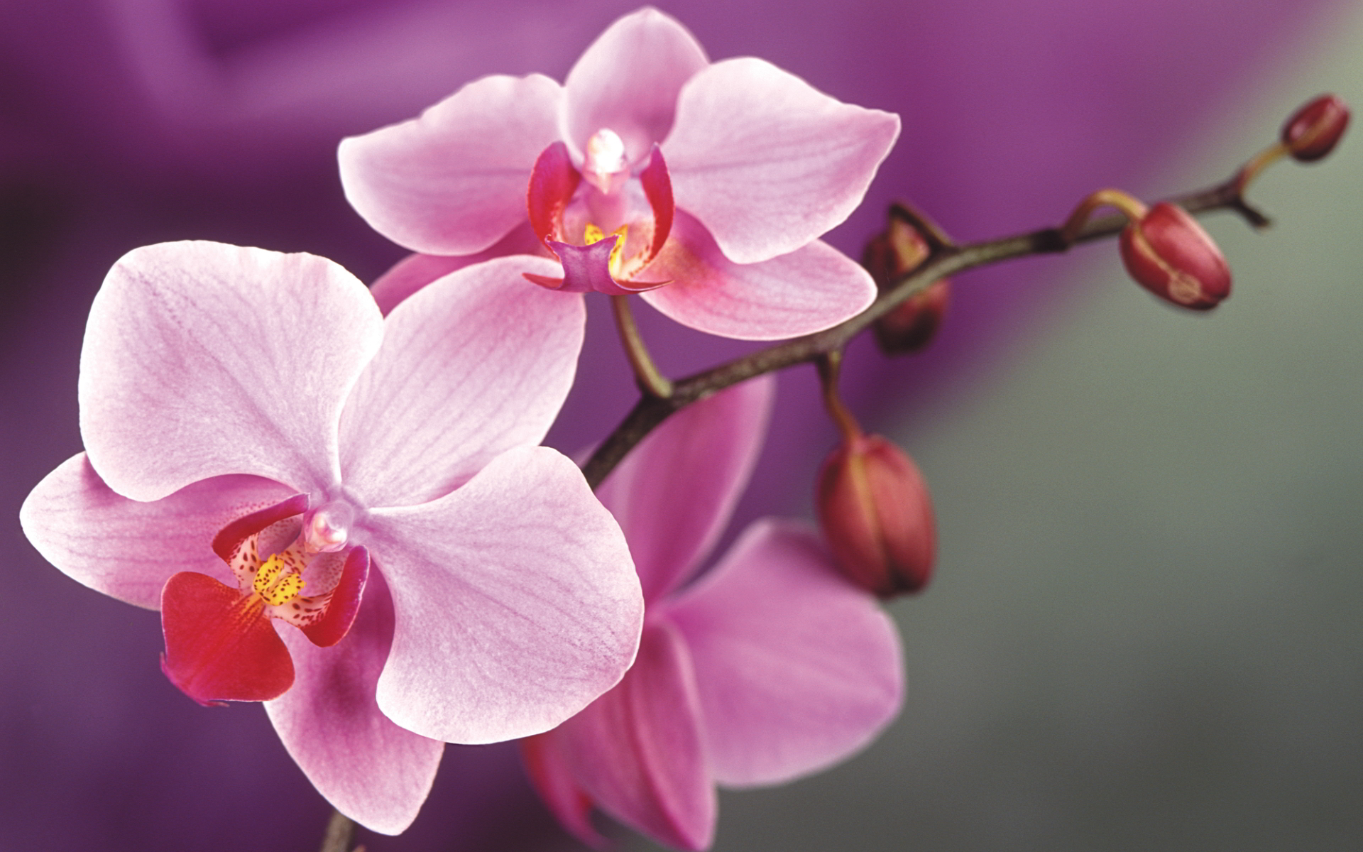 orchid flower wallpaper,flower,flowering plant,petal,moth orchid,pink