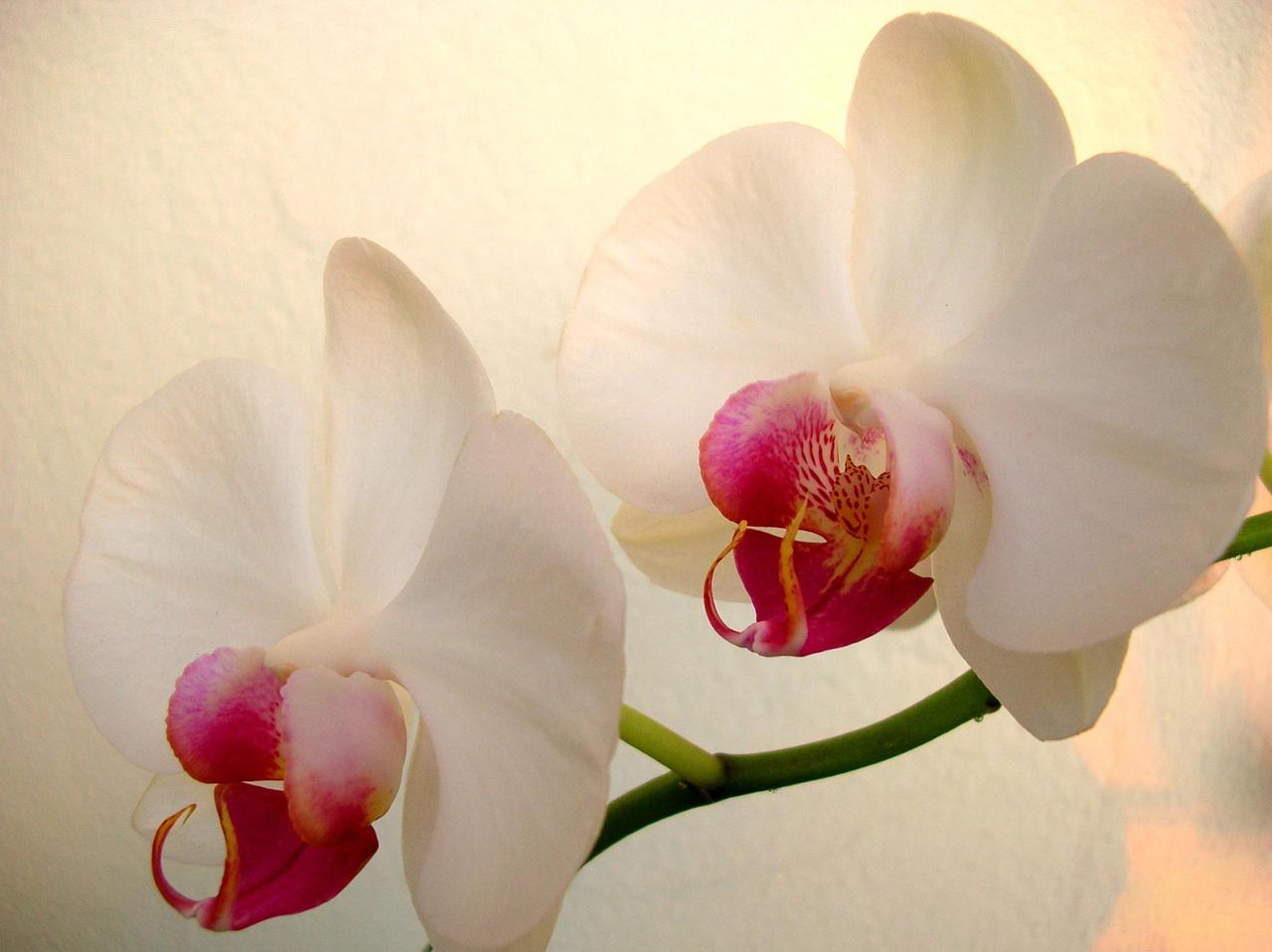 orchid flower wallpaper,flower,flowering plant,moth orchid,white,petal