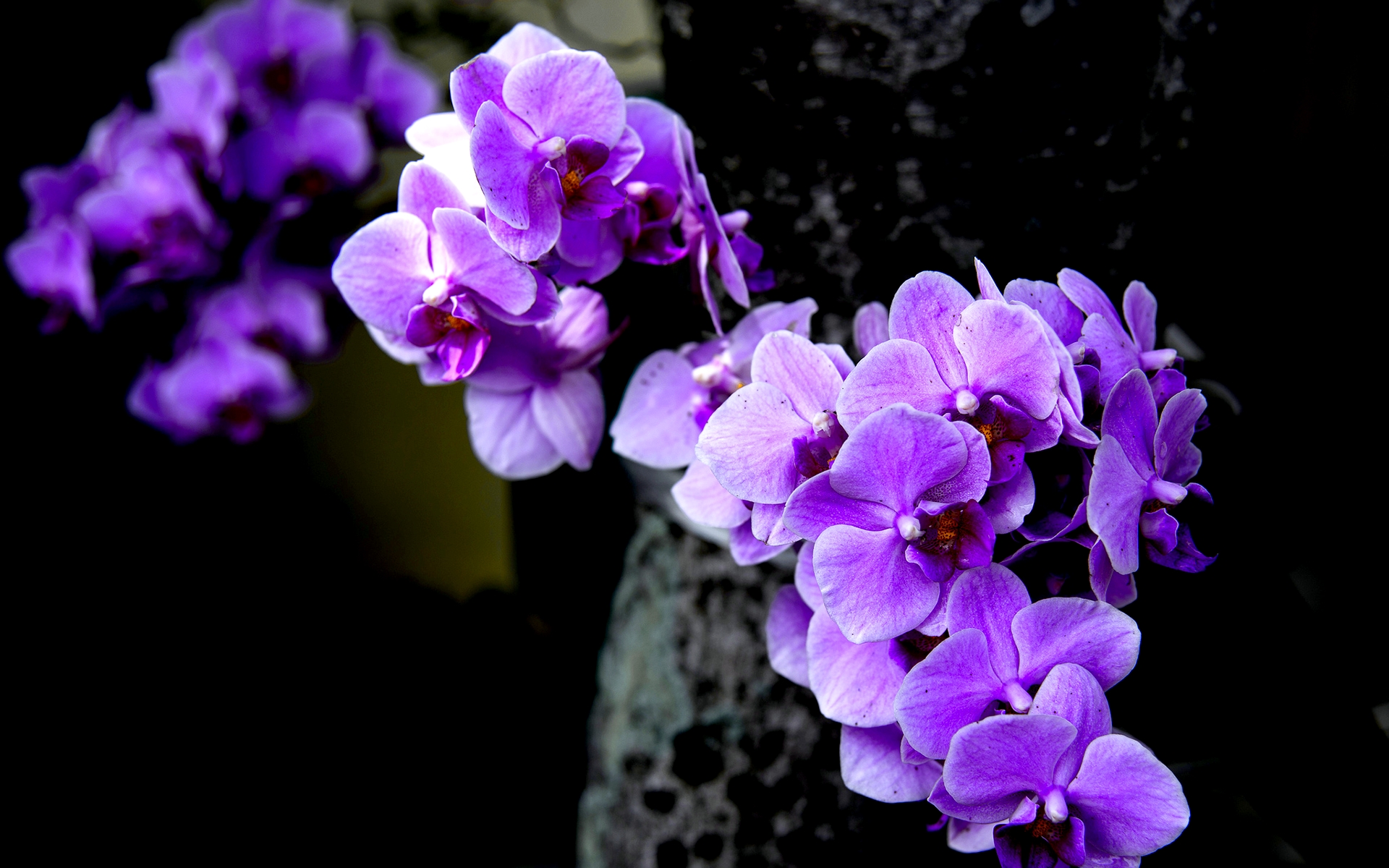 orchideenblumentapete,blühende pflanze,blume,blütenblatt,violett,lila