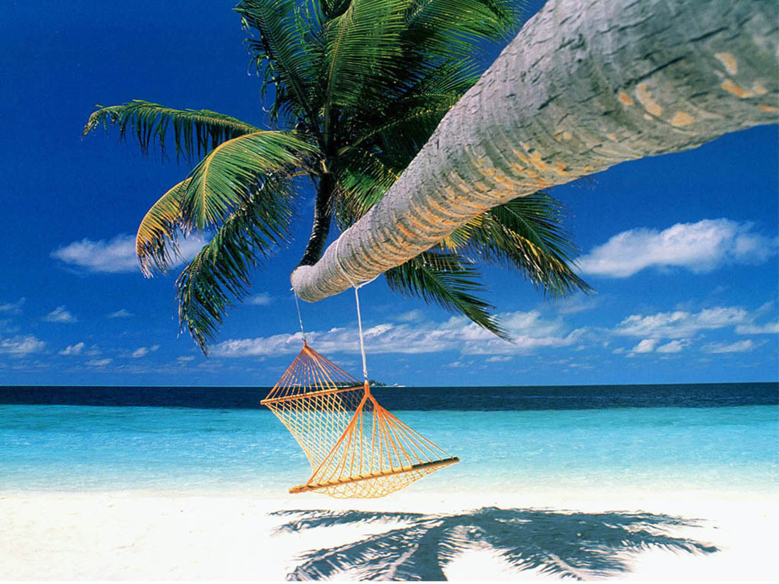 papel tapiz de árbol de coco,caribe,árbol,palmera,vacaciones,paisaje natural