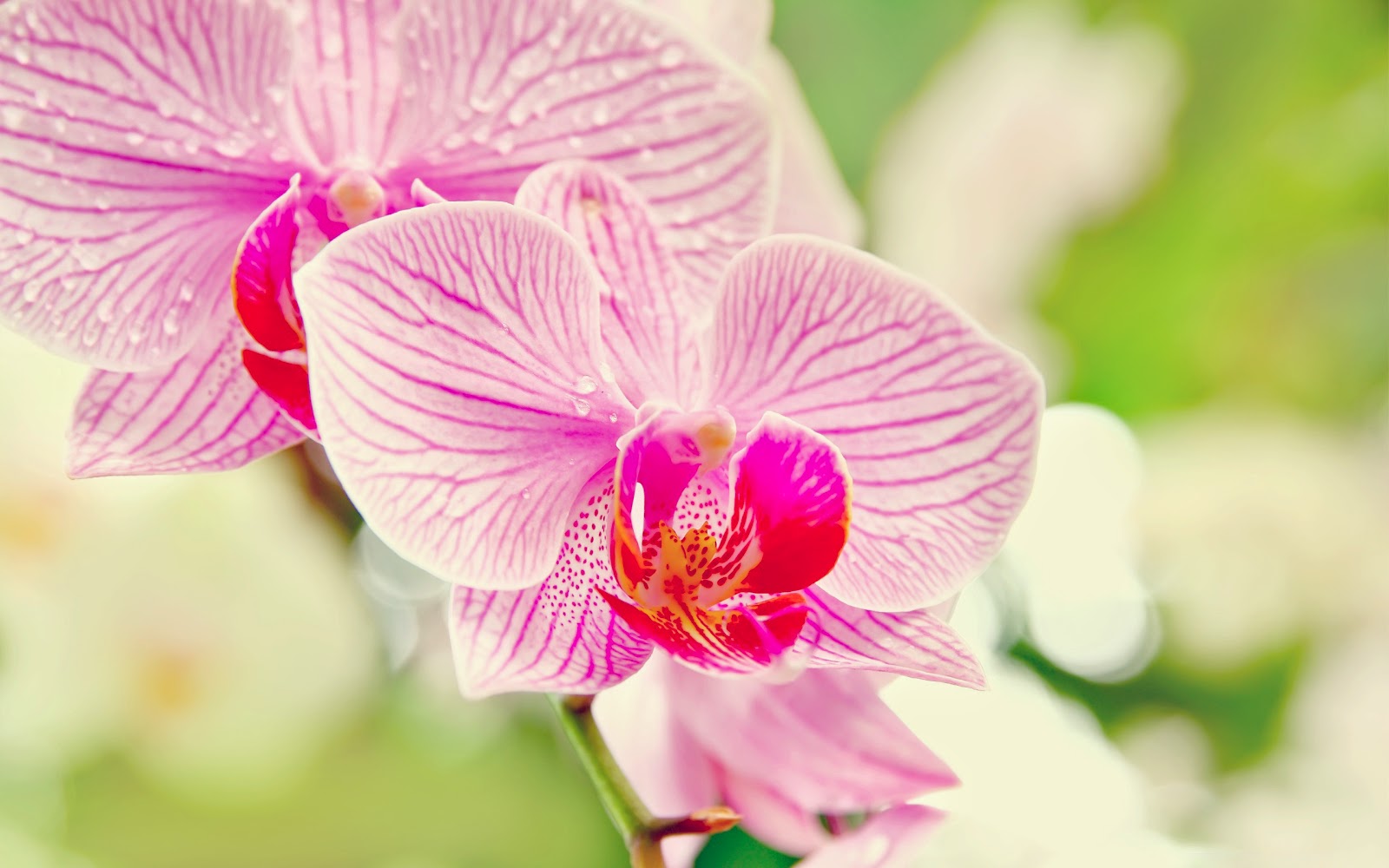 orchideenblumentapete,blume,blühende pflanze,blütenblatt,rosa,pflanze