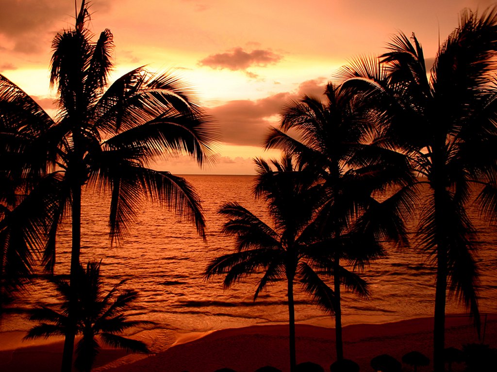carta da parati albero di cocco,natura,albero,cielo,palma,tramonto