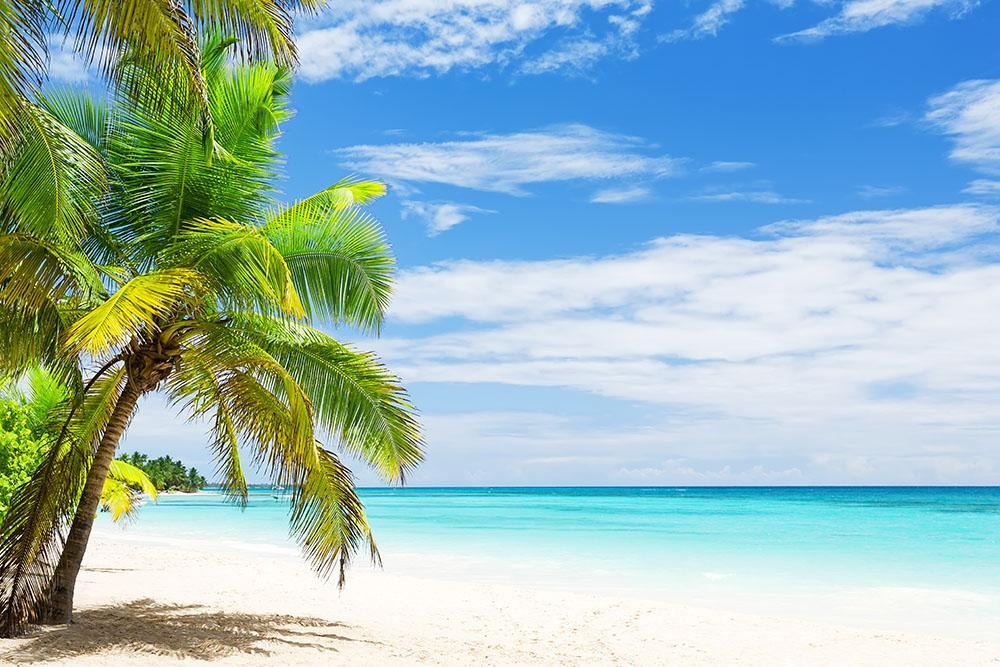 coconut tree wallpaper,nature,tree,tropics,sky,caribbean