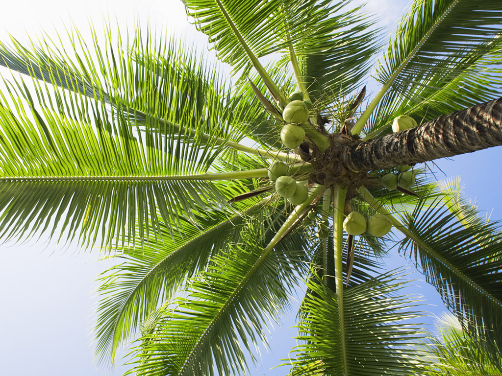 coconut tree wallpaper,tree,vegetation,palm tree,coconut,elaeis