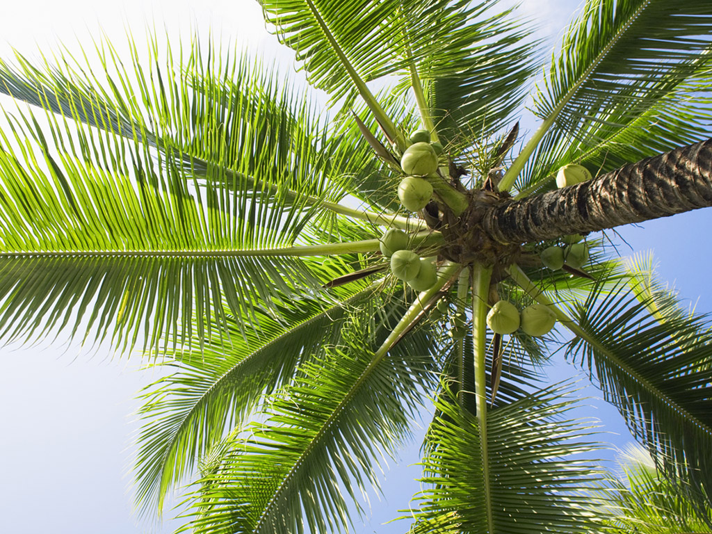 papier peint cocotier,arbre,palmier,borassus flabellifer,plante,plante ligneuse