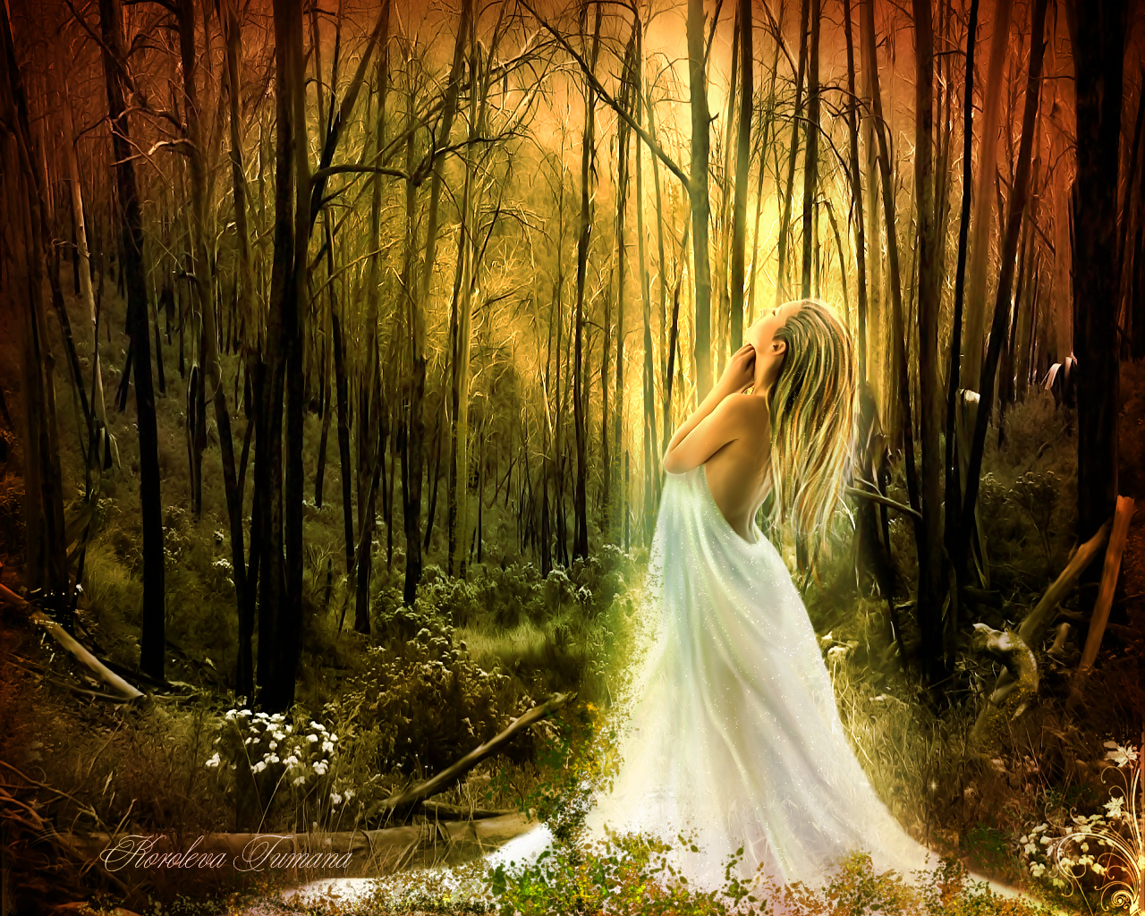 fairy forest wallpaper,people in nature,nature,photograph,forest,woodland