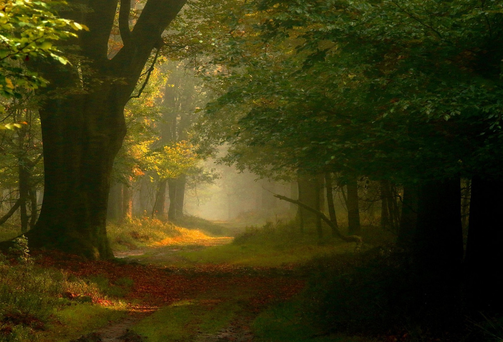 妖精の森の壁紙,自然の風景,自然,森林,木,森林