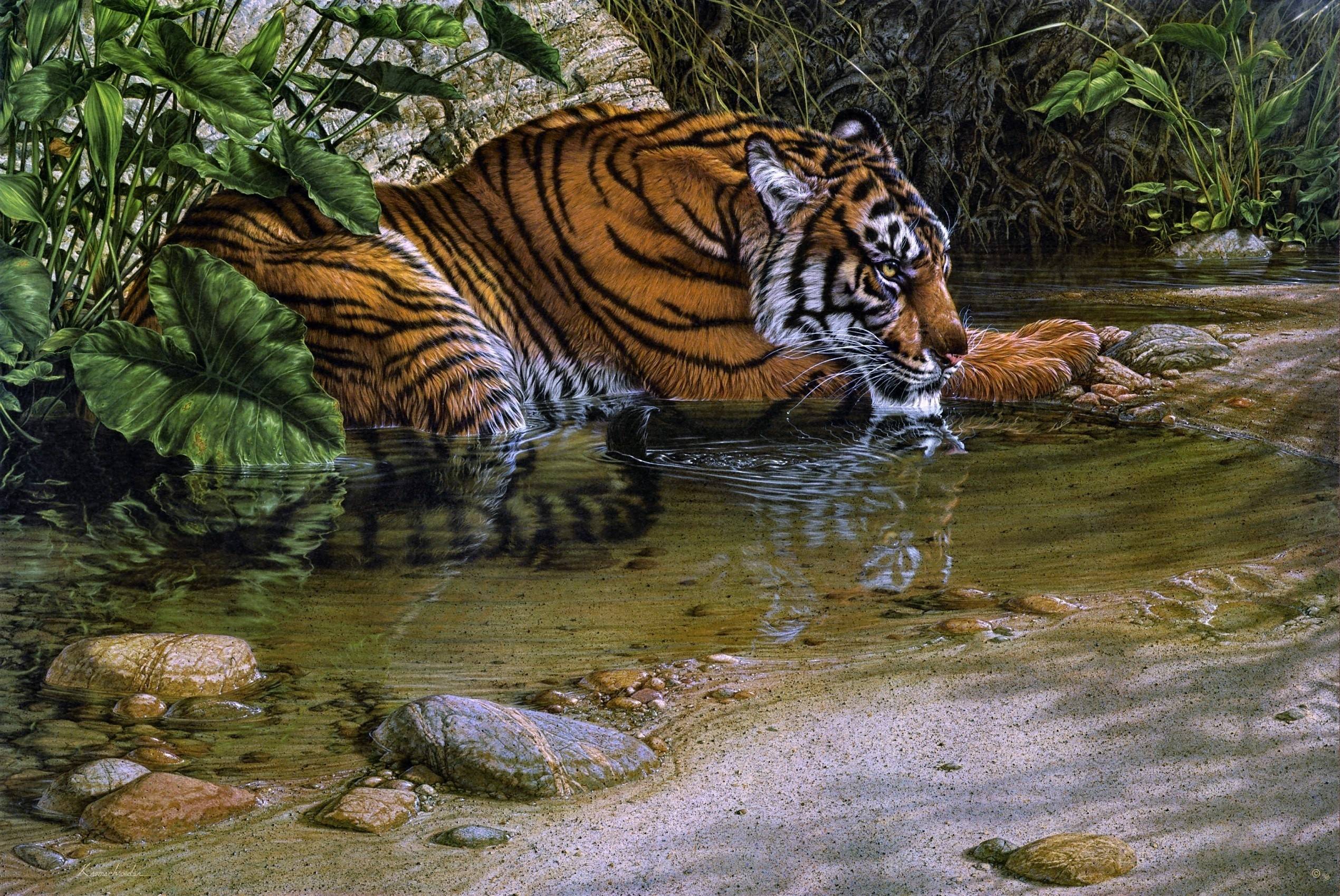 safari animal wallpaper,tiger,vertebrate,wildlife,bengal tiger,siberian tiger