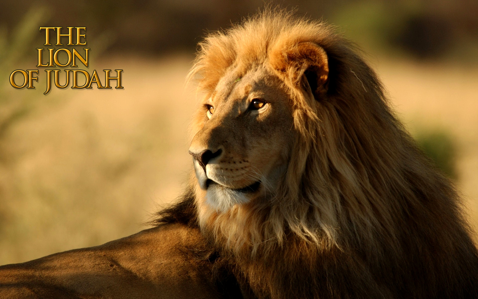 safari animal wallpaper,mammal,lion,vertebrate,wildlife,hair