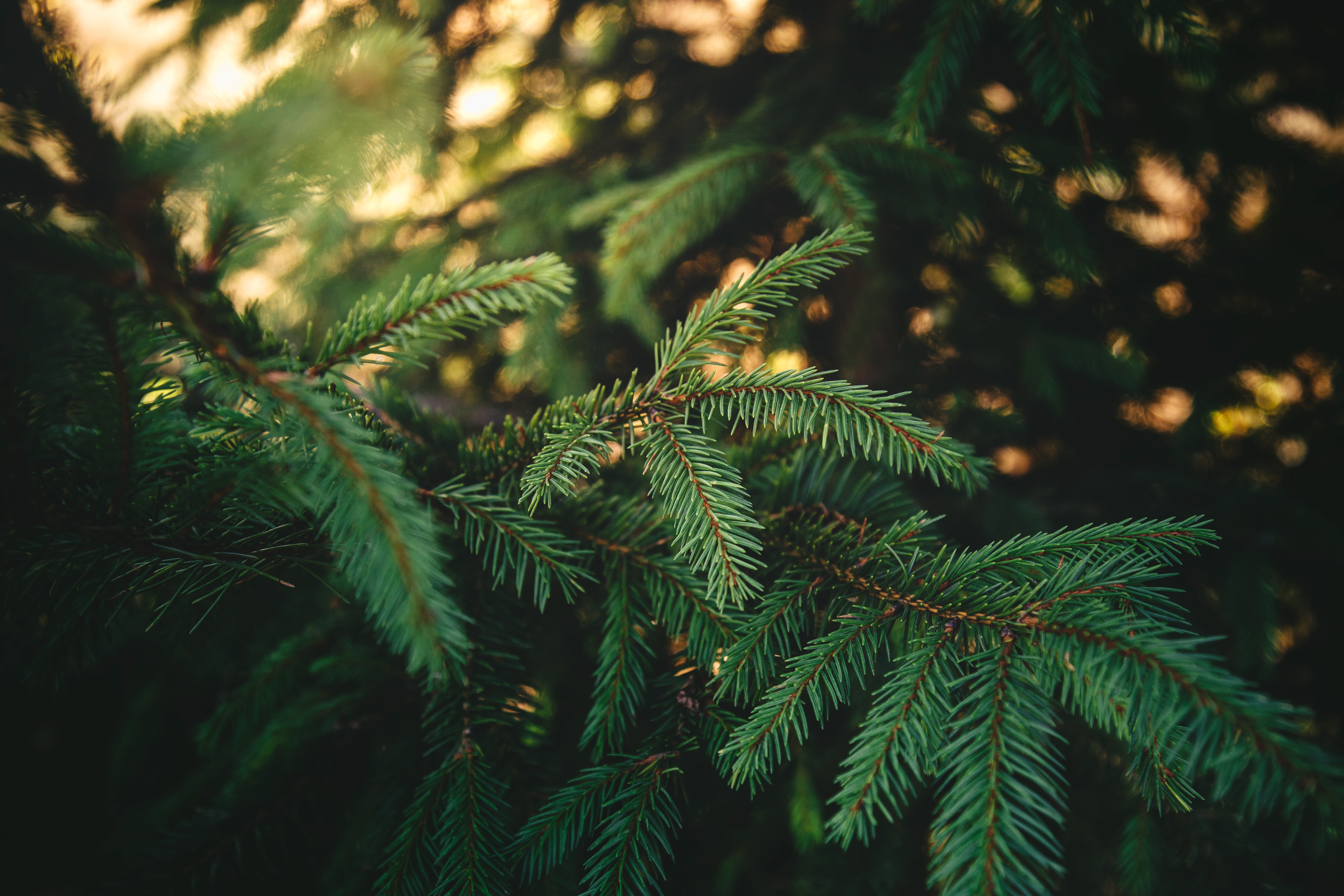 papier peint pin,épinette noire à feuilles courtes,sapin jaune,arbre,sapin canadien,la nature