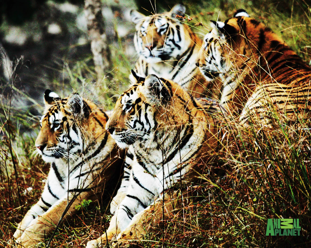 safari tier tapete,tiger,landtier,tierwelt,bengalischer tiger,sibirischer tiger