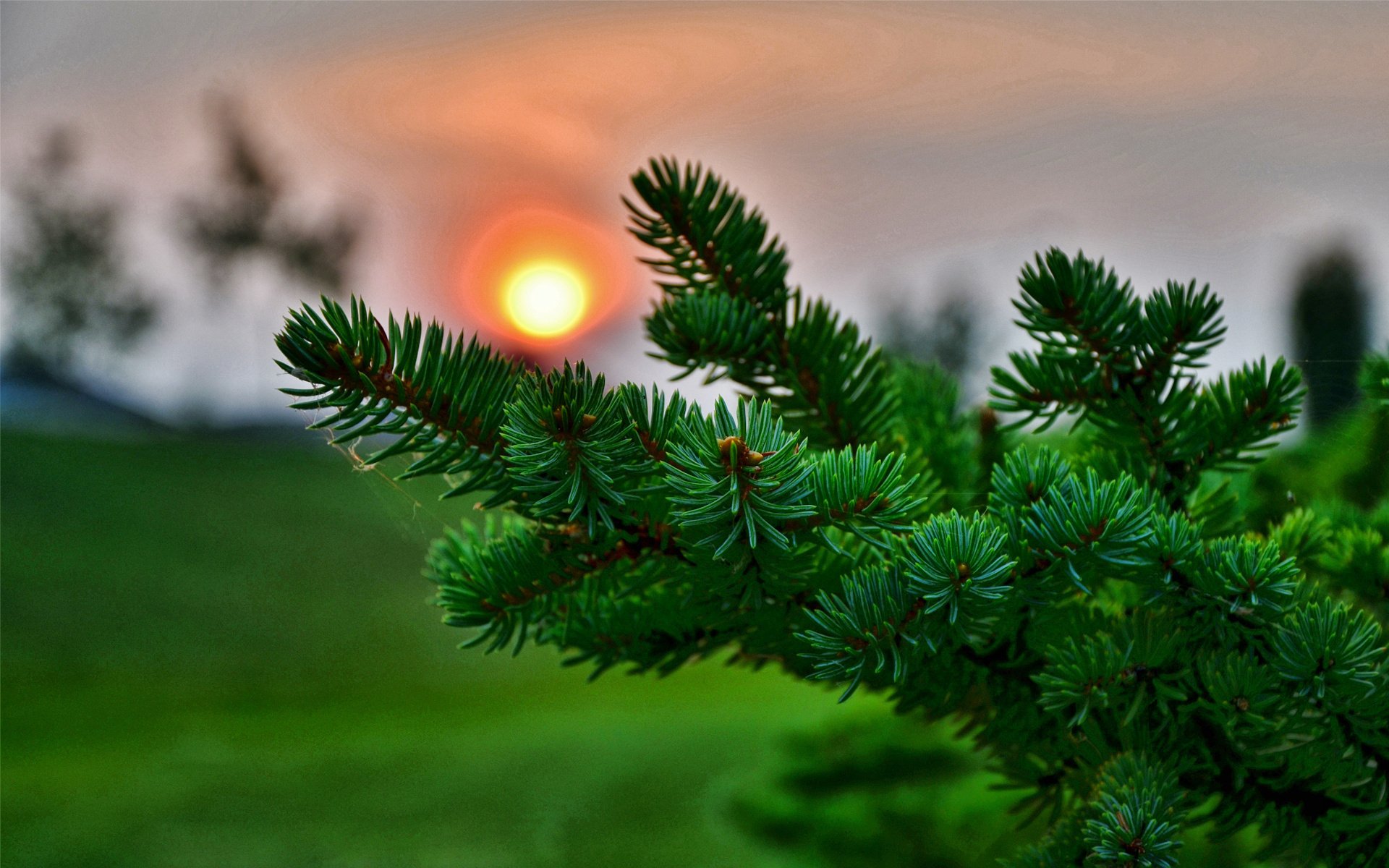 kiefer tapete,grün,natur,baum,himmel,fichte