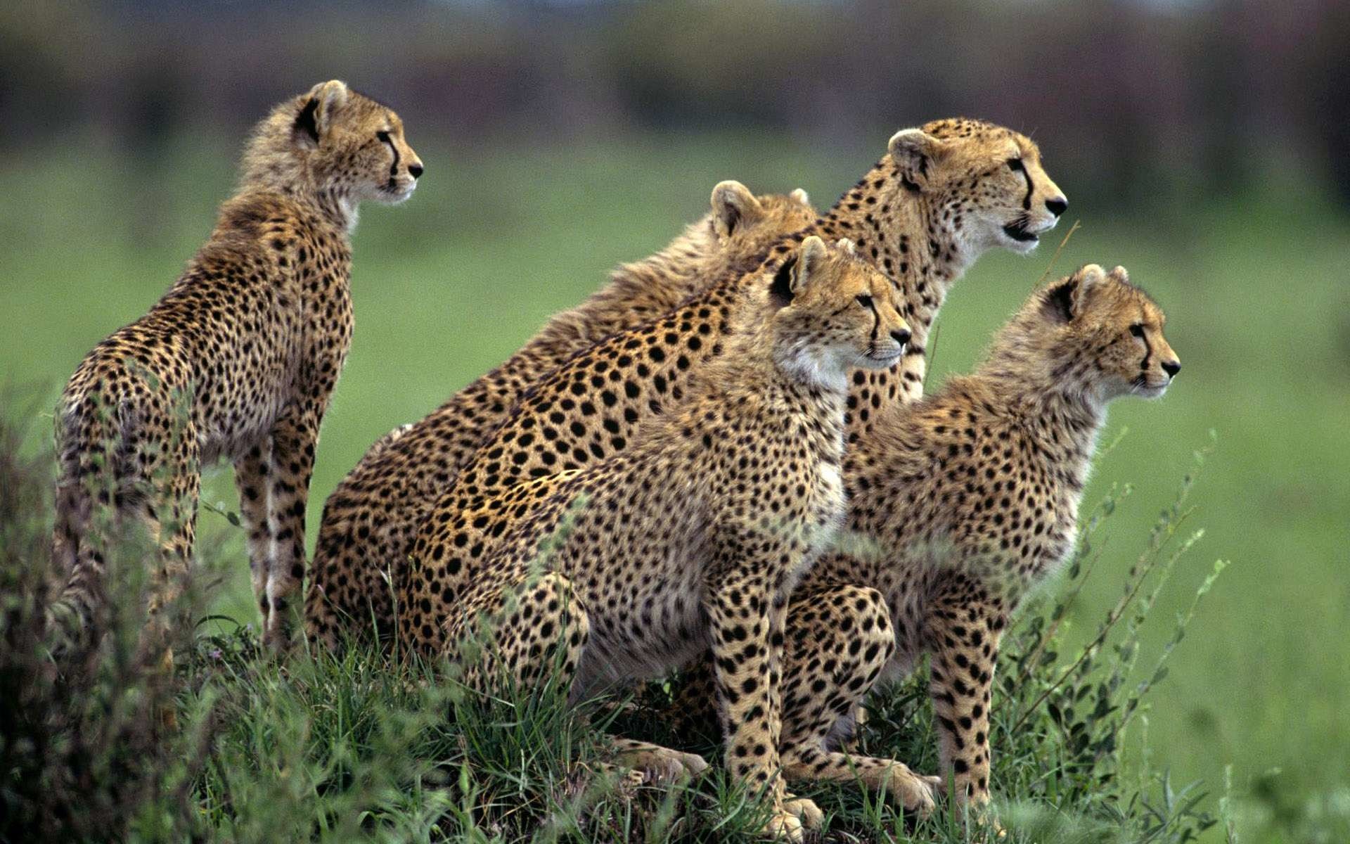 fond d'écran animal safari,animal terrestre,faune,guépard,léopard,félidés