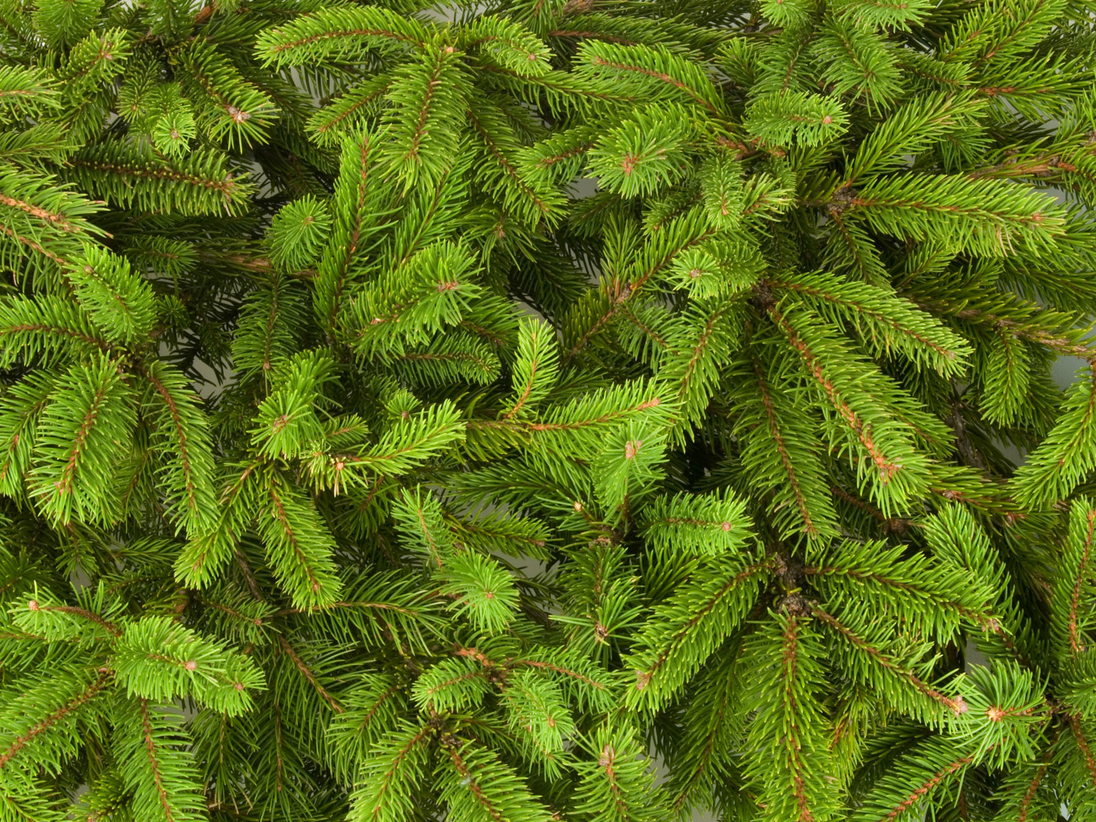 pine tree wallpaper,shortleaf black spruce,columbian spruce,balsam fir,yellow fir,tree