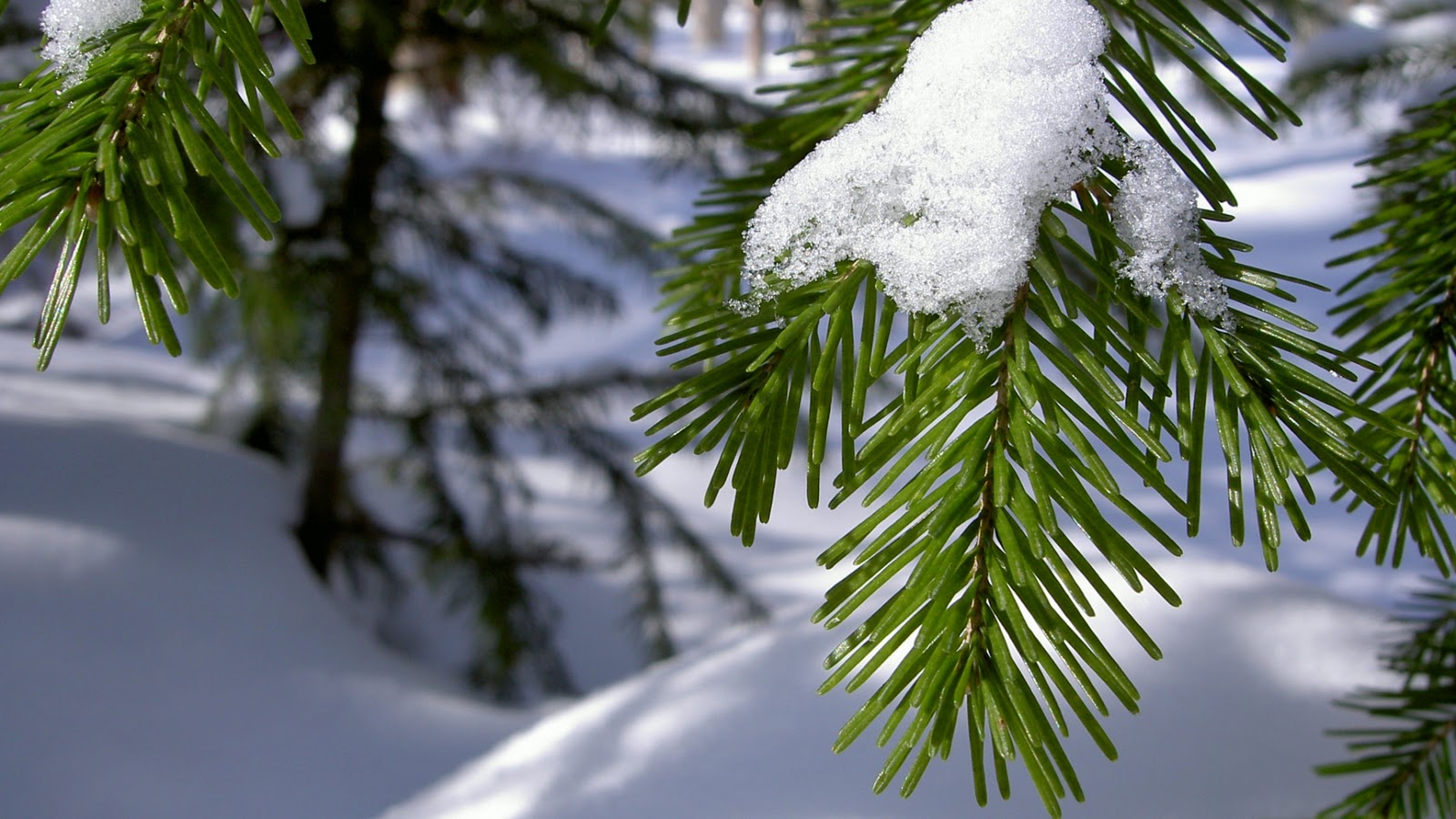 pine tree wallpaper,columbian spruce,balsam fir,shortleaf black spruce,yellow fir,white pine