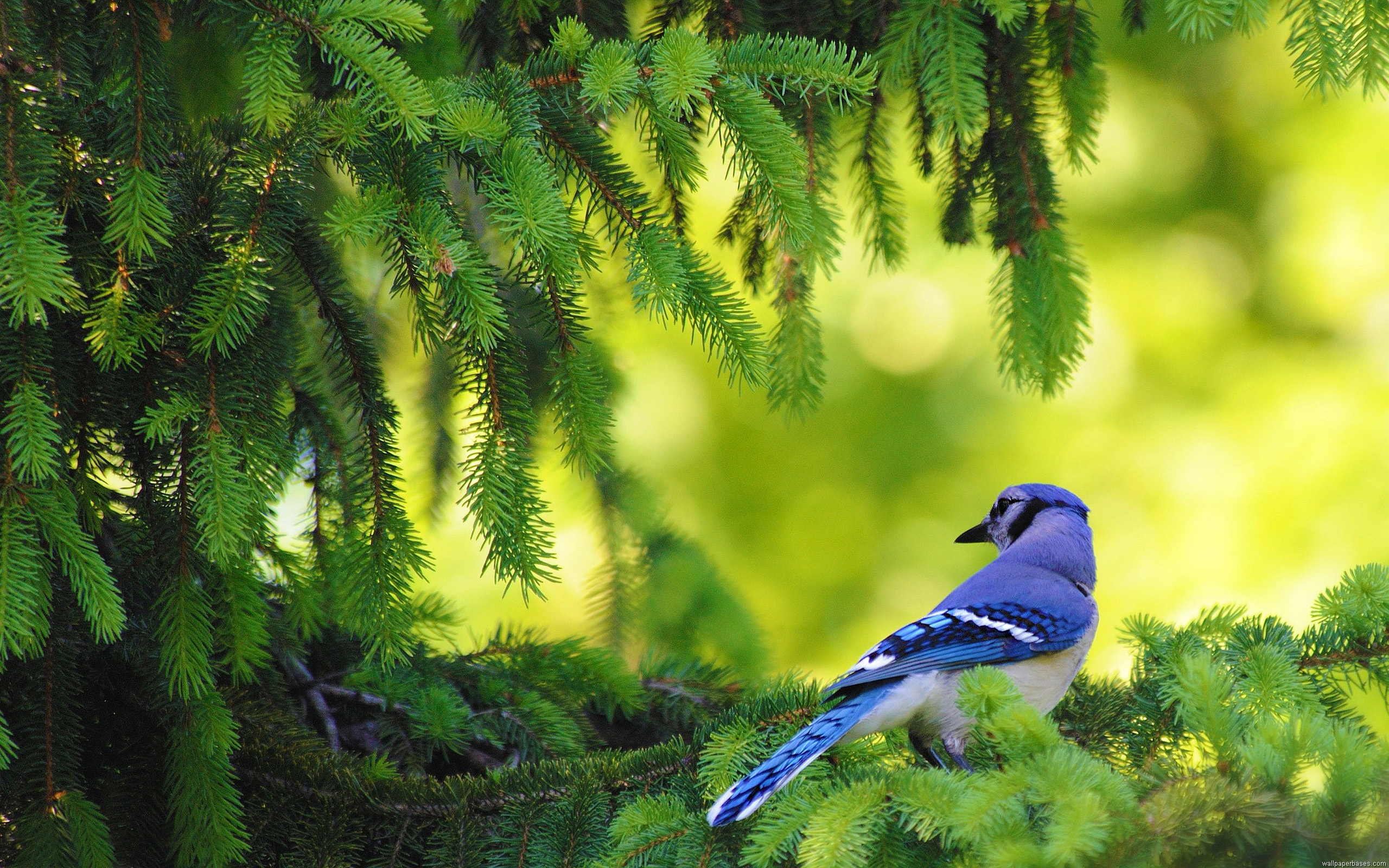 carta da parati albero di pino,natura,verde,blue jay,uccello,ghiandaia