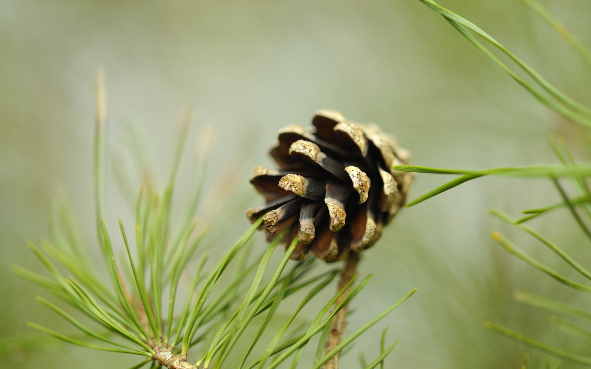 pine tree wallpaper,white pine,jack pine,loblolly pine,shortstraw pine,red pine