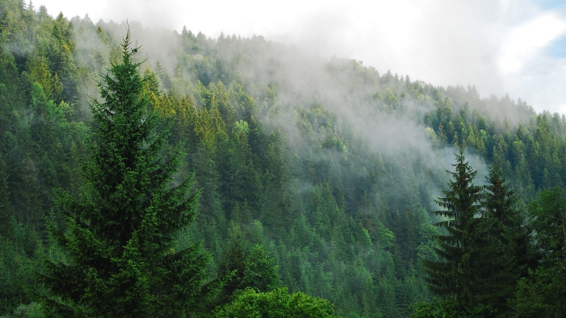 pine tree wallpaper,shortleaf black spruce,tropical and subtropical coniferous forests,spruce fir forest,nature,forest