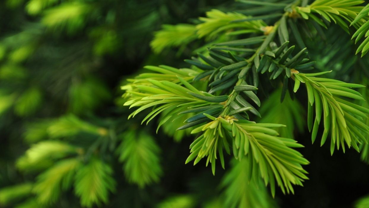 papier peint pin,arbre,plante,vert,feuille,sapin jaune