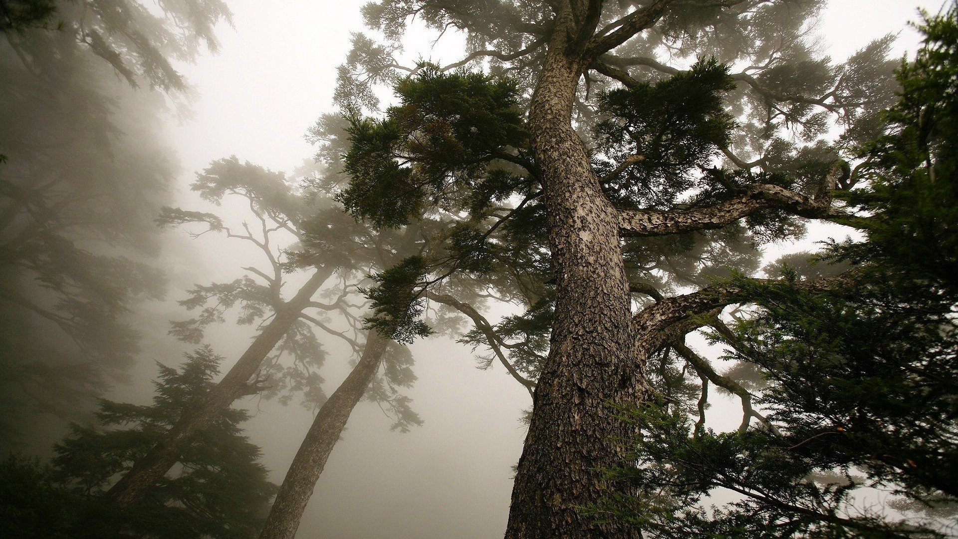 carta da parati albero di pino,albero,natura,pianta legnosa,nebbia,pianta