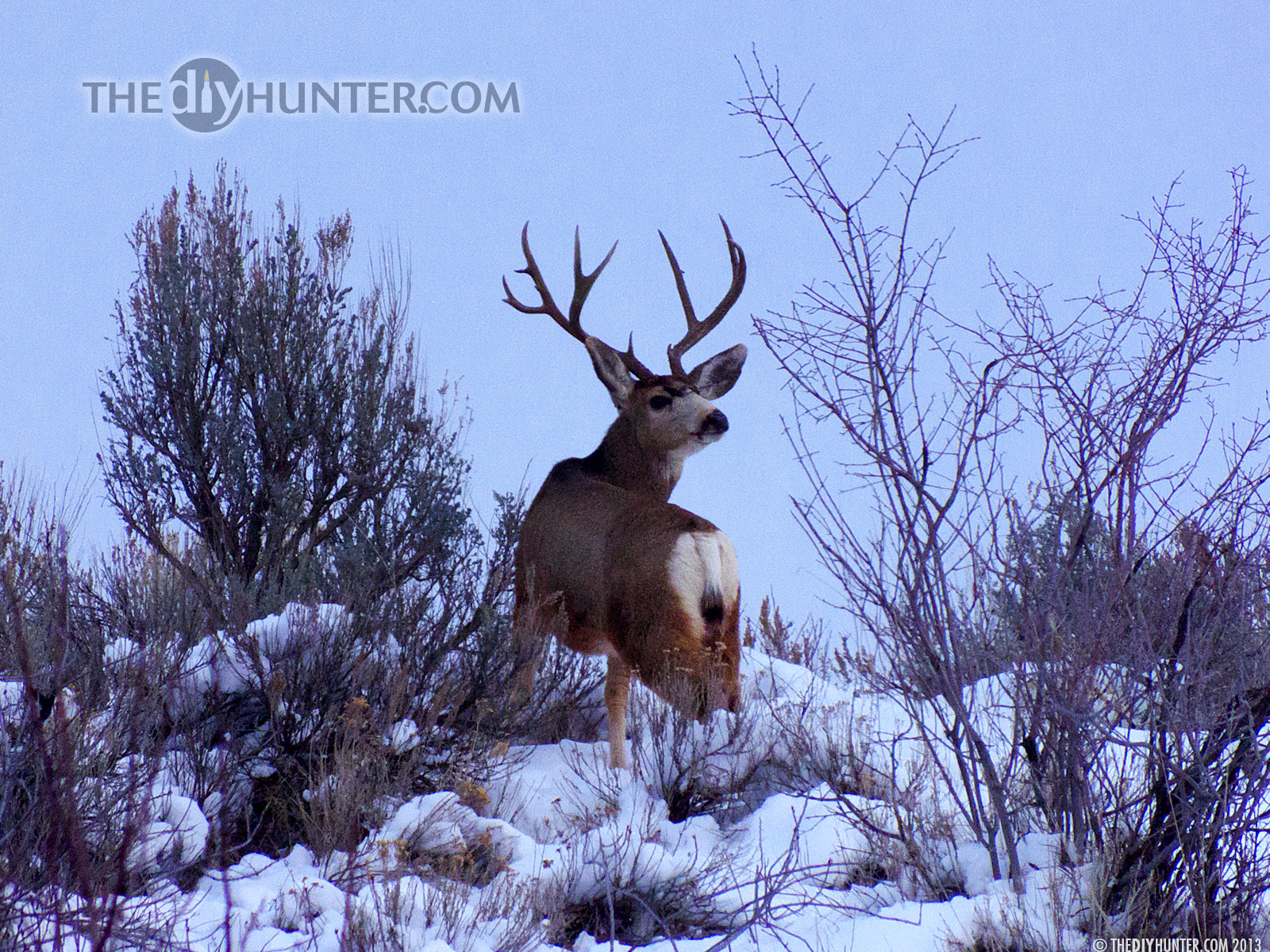 Cool Coyote Hunting Backgrounds Wallpaper Hunting Photos - Wallpaper