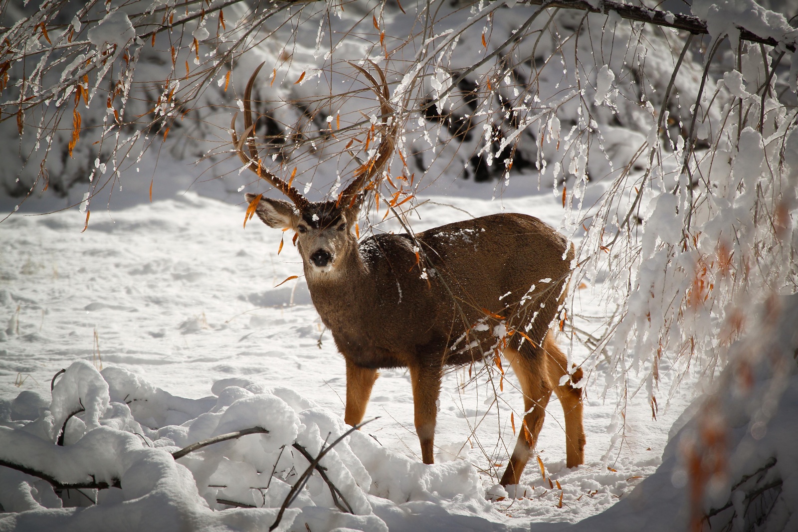 fantastici sfondi da caccia,renna,cervo,natura,ramificazione,inverno